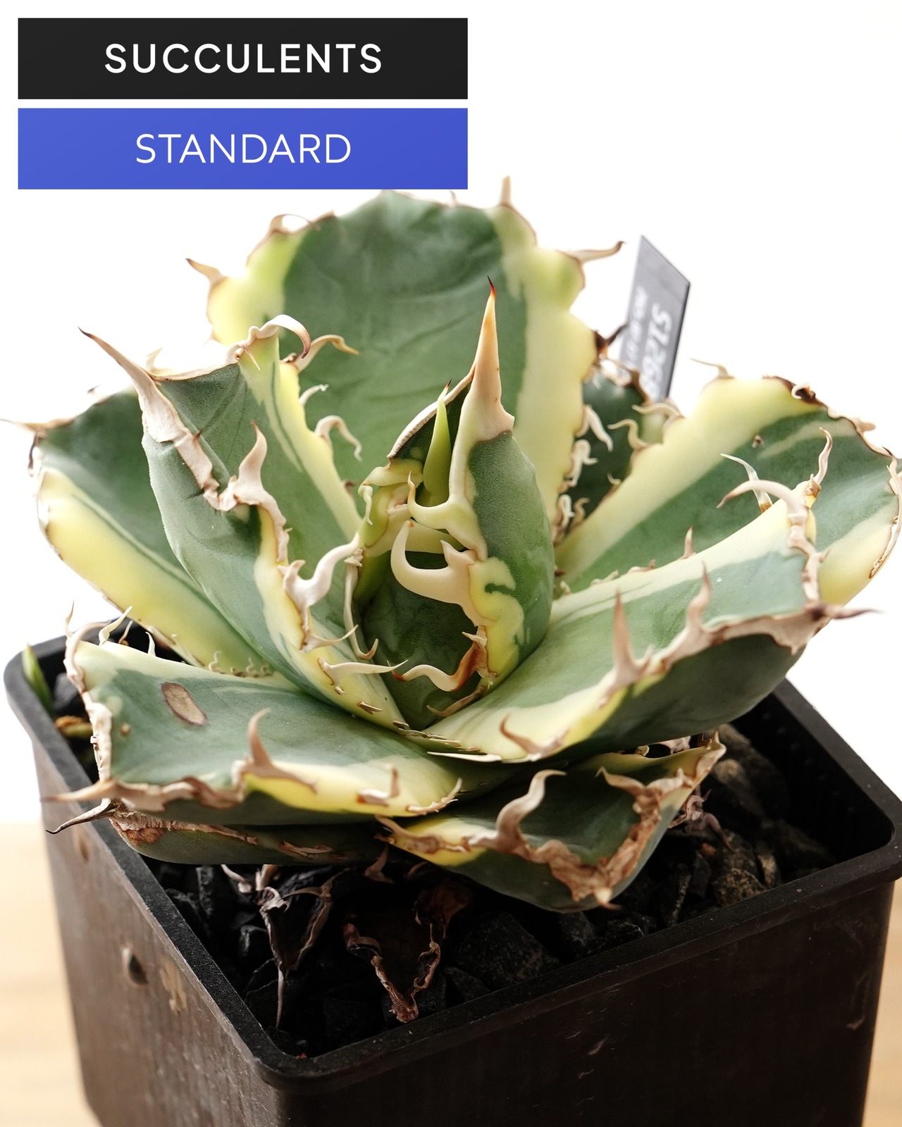 抜き苗 アガベ チタノタ 白鯨錦 長期養生苗 Agave titanota 'Hakugei Nishiki'