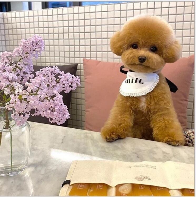 即納 送料無料 かわいい Milk 犬用 スタイ おしゃれ インスタ映え 犬用 よだれかけ イベント コスプレ 可愛い Ey0547 Eyes Line アイズライン 犬服 ドッグウェア