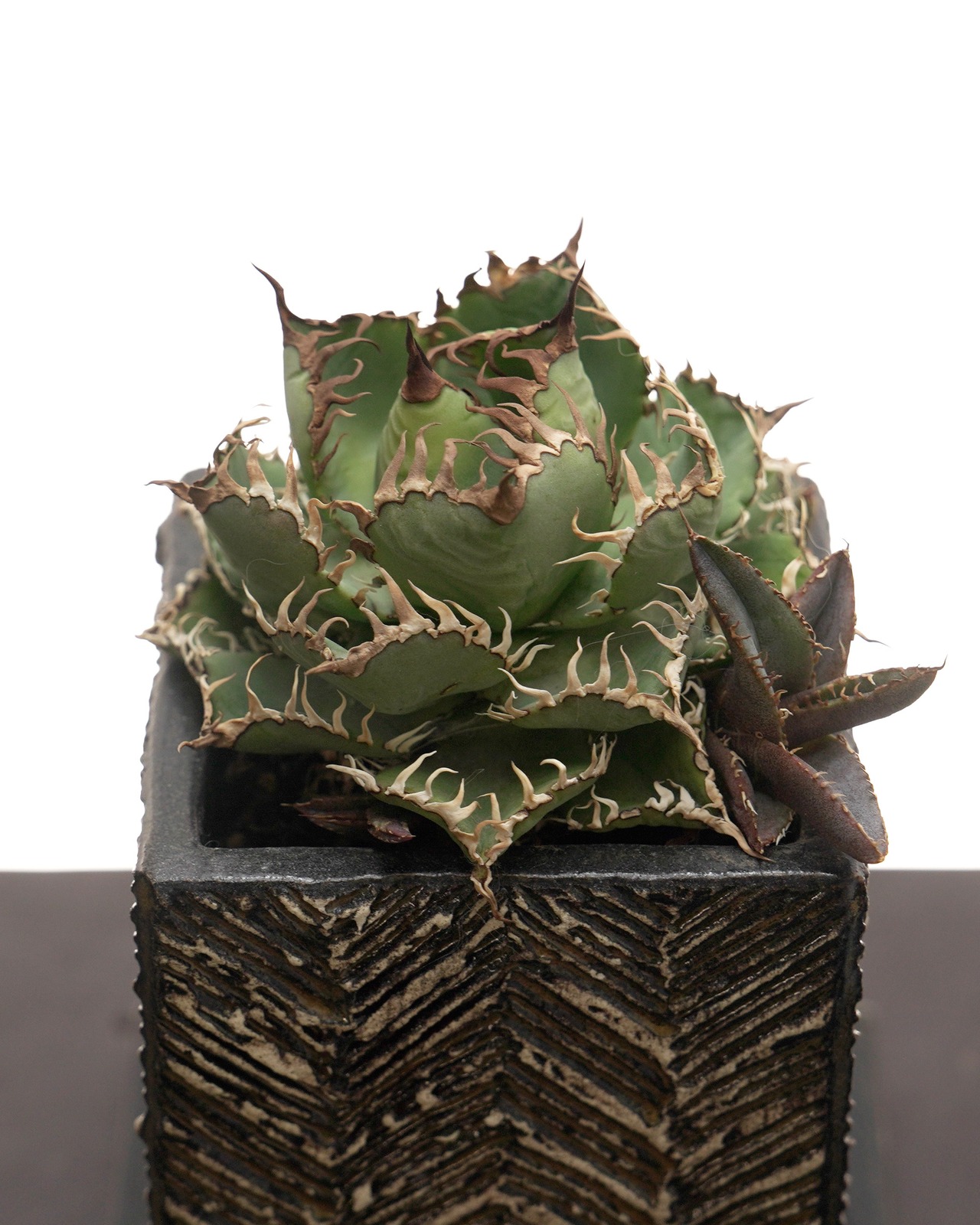 【PREMIUM】 鉢植え フィリグリー Agave oteroi 'Filigree' with TOKY X STUDIO.ZOK Arc Herringbone Build Pot
