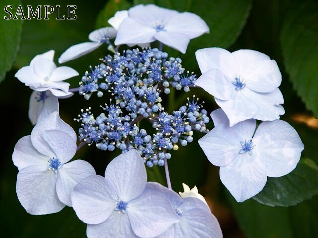 アジサイ　彩々　TIFF