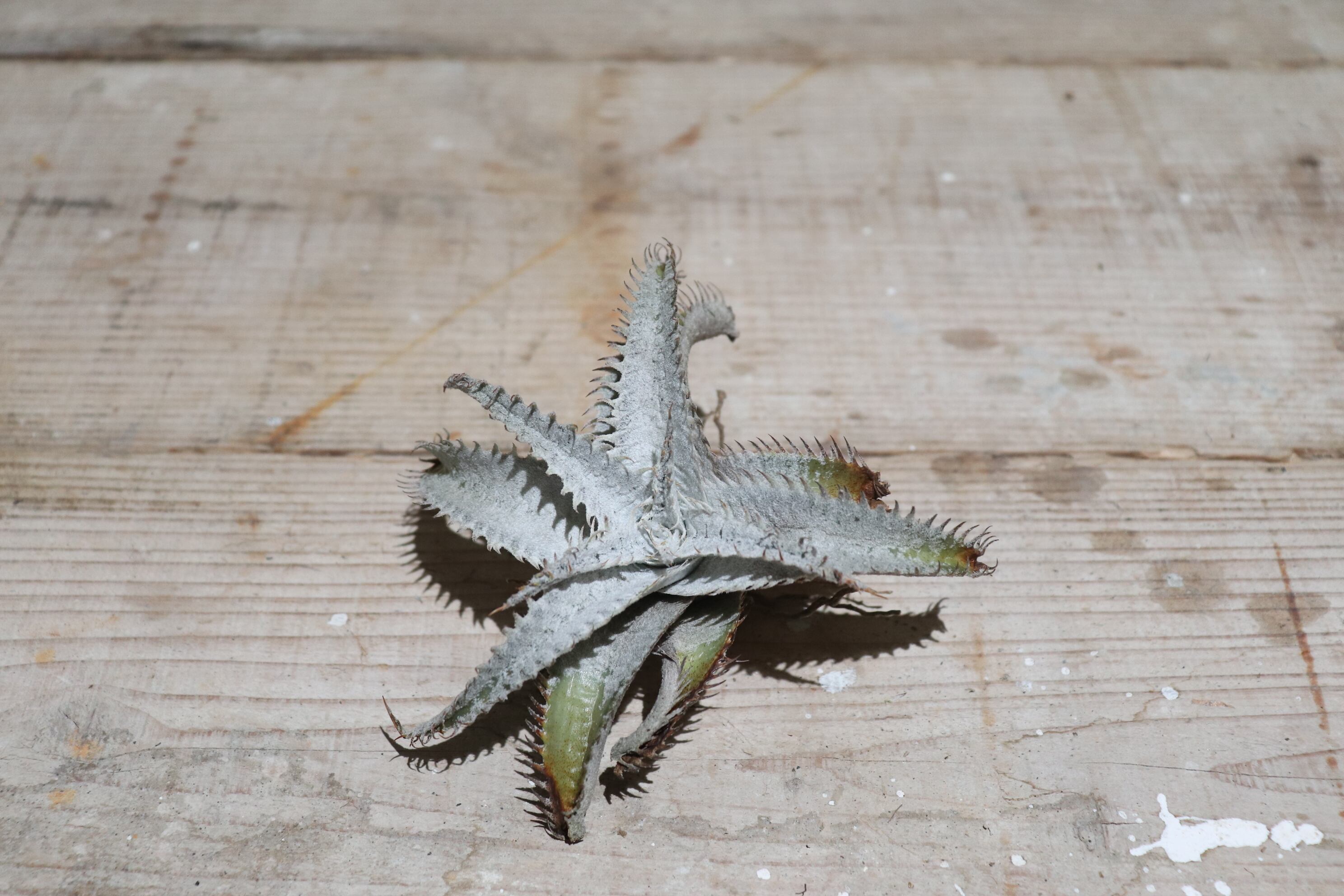 Dyckia ディッキア Snow Shark スノーシャーク Q