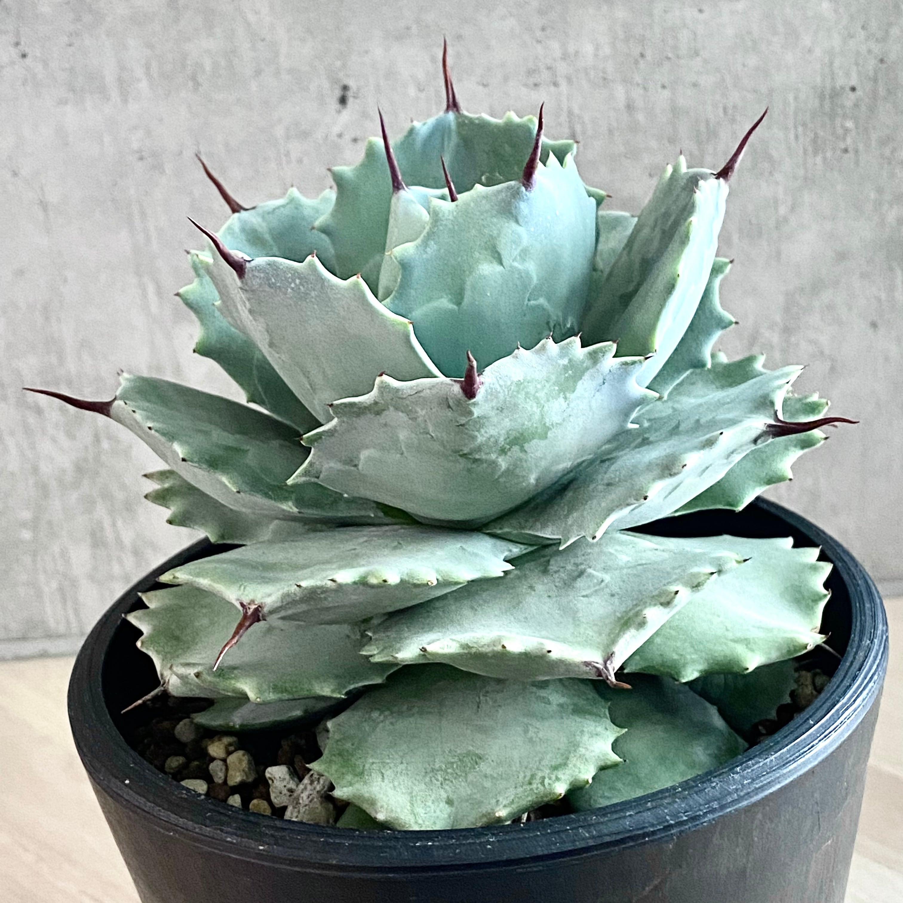 agave isthmensis /アガベ カブトガニ 【観葉植物】【多肉植物