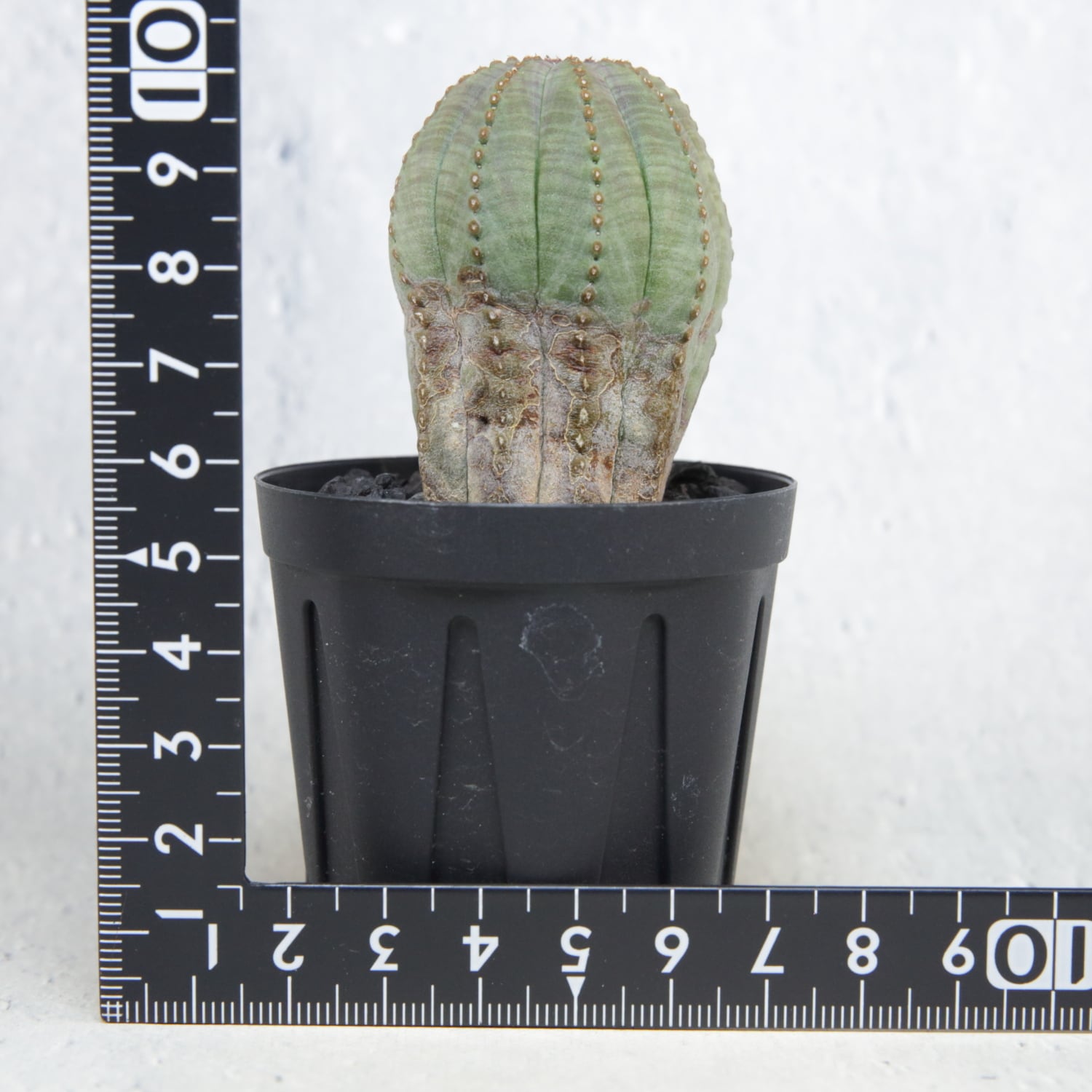 美模様 木質化 まん丸 オベサ / ユーフォルビア | LIGHTHOUSE.PLANTS