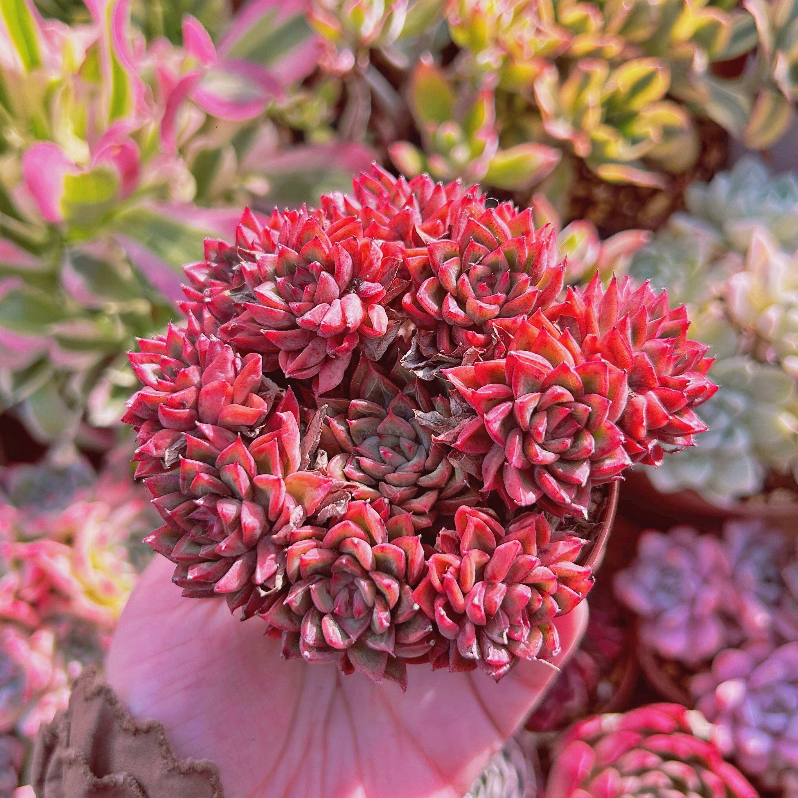 多肉植物　女雛　6頭以上　大群生