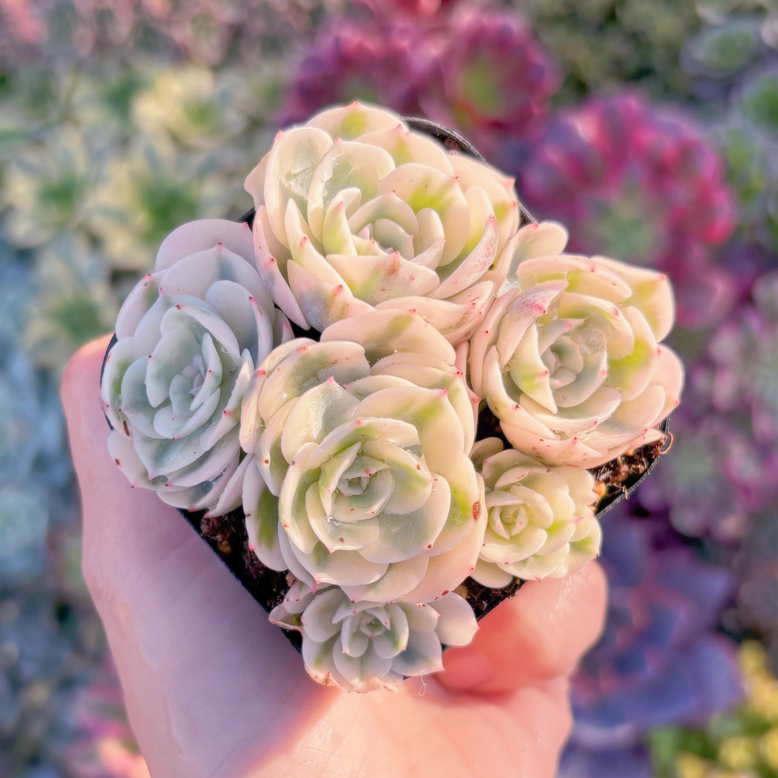 現品　ルノーディーン#M129　新入荷　るる農園