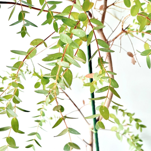 《希少》ユーカリ パルブラ オージープランツ Lサイズ 観葉植物 calm cafe