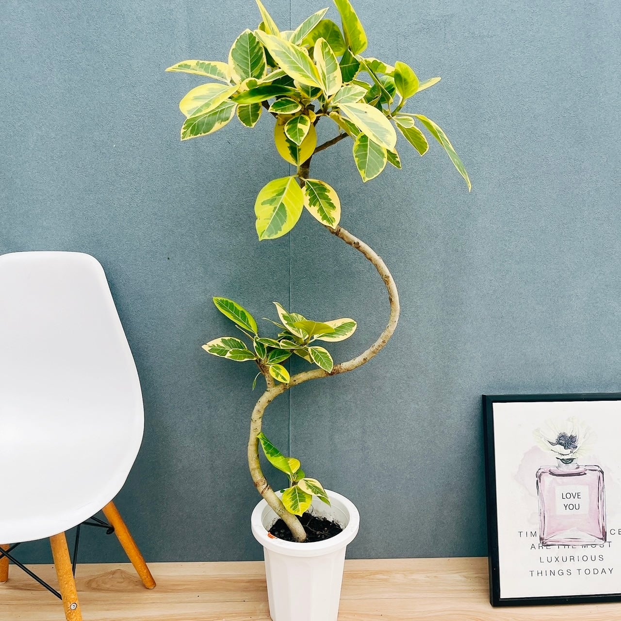 ［現品］3番　フィカス　アルテシマ　8号　観葉植物　室内　大型　ゴムの木　斑入り 現品］3番 フィカス アルテシマ 8号 観葉植物 室内 大型 ゴムの