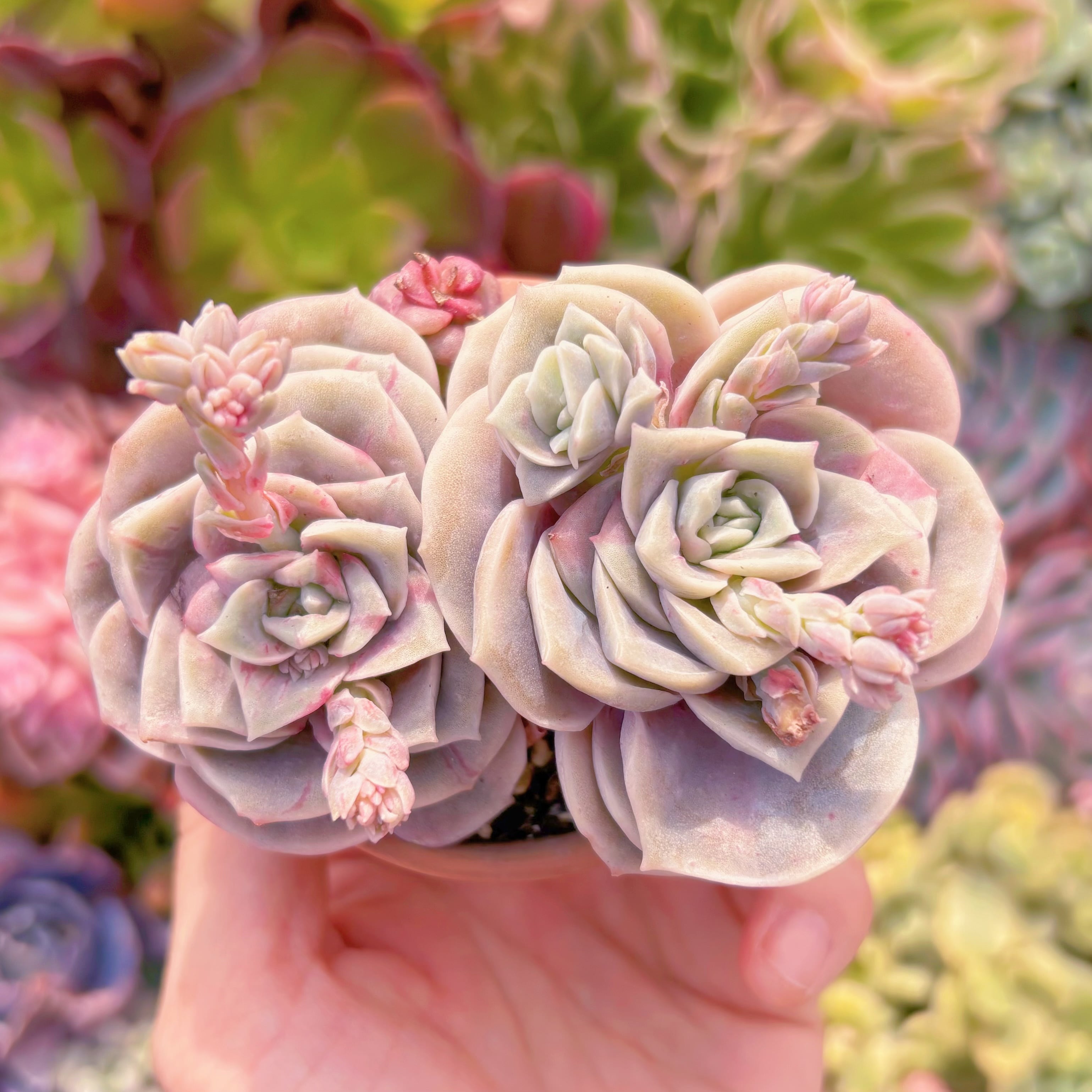 現品 ラブリーローズ錦(赤斑)#403 群生 るる農園 | るる農園~多肉植物専門