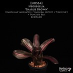 【送料無料】Neoregelia 'Charlie Brown'〔ネオレゲリア〕現品発送N0554