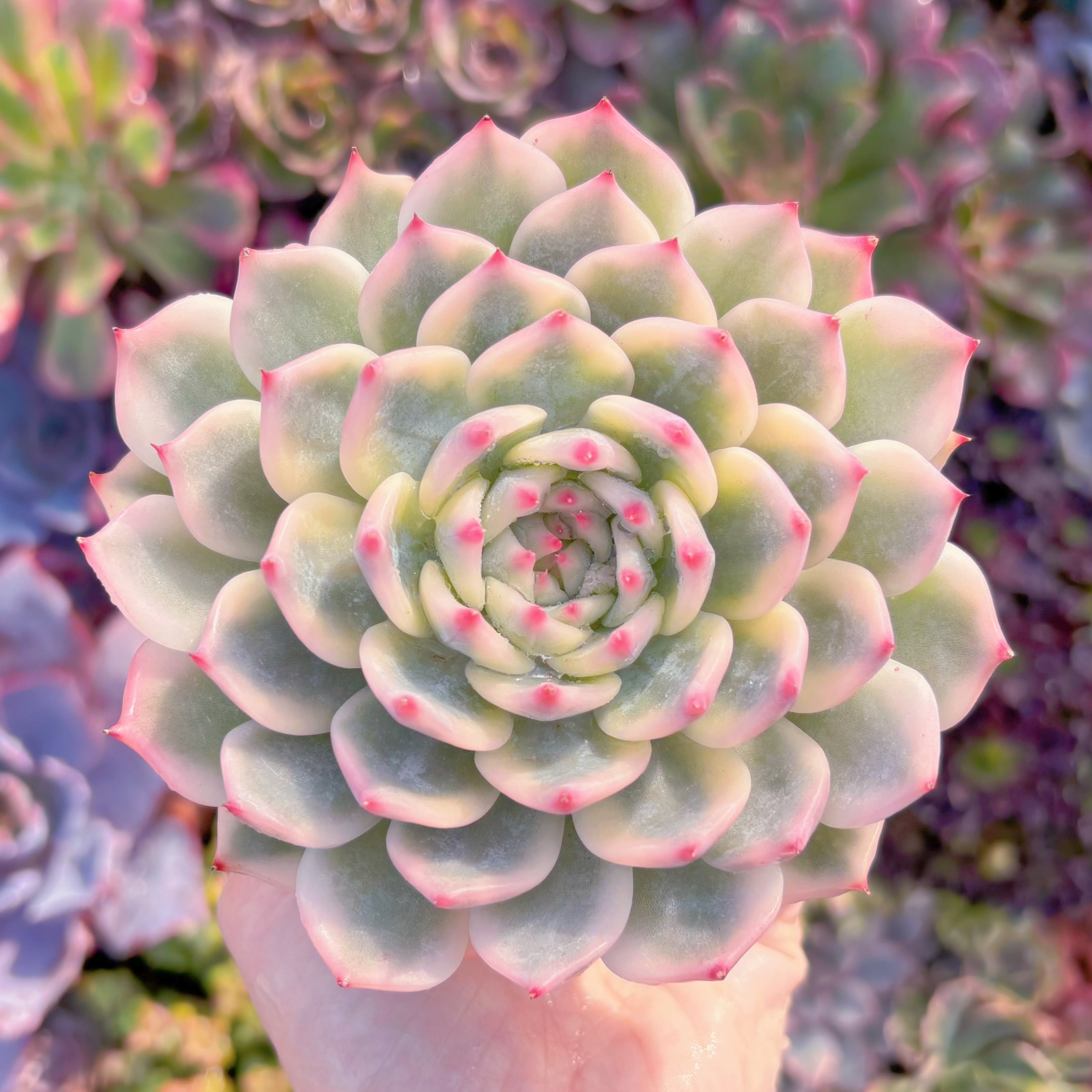 現品　チワワ錦#A059　極上株　るる農園