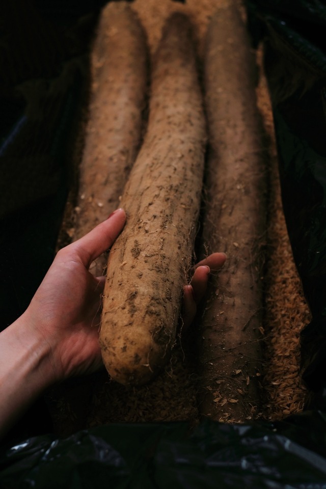 長芋　5キロ　秀品(3-4本) 信州産　贈答用　ながいも