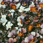 order page 027（Y様専用）