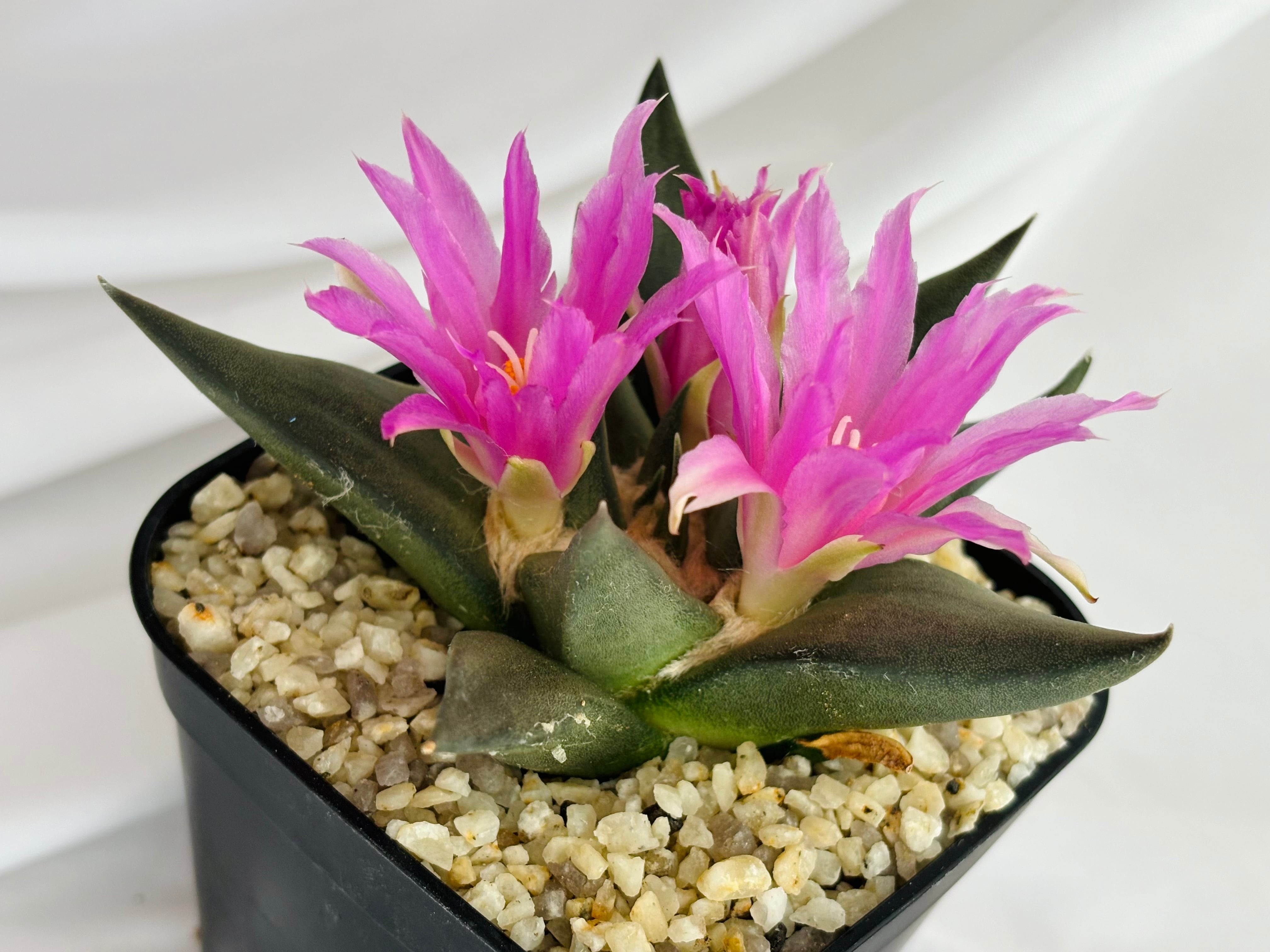 サボテン　アリオカルプス　花牡丹、国内繁殖株 c*e様 サボテン アリオカルプス 花牡丹、国内繁殖株