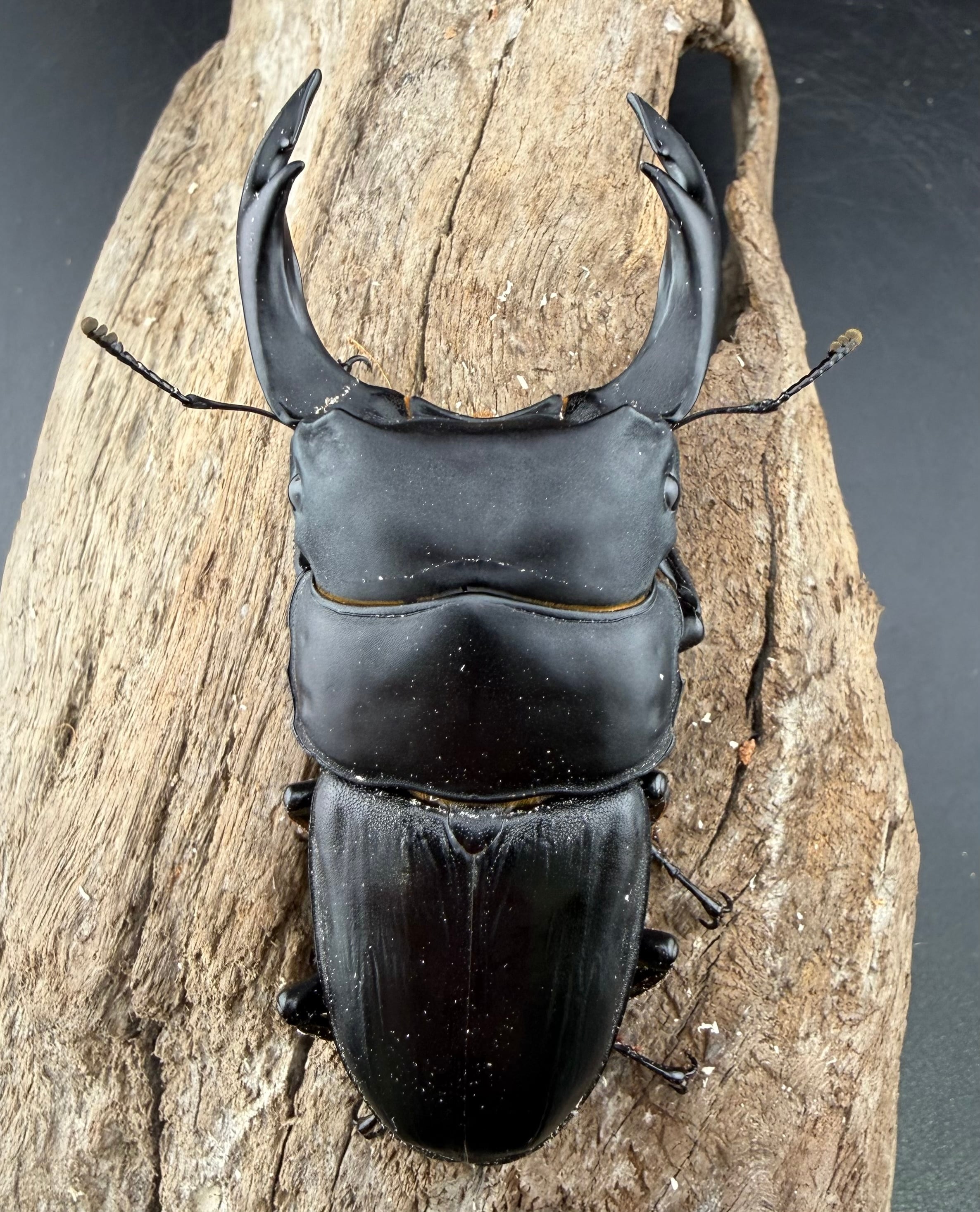 オオクワガタ 標本 死虫 能勢YG血統 脅威の88.8ミリ！ DRIP 】◇能勢YG血統◇ オオクワガタ ♂86．4mm 新成虫 単品 89.7