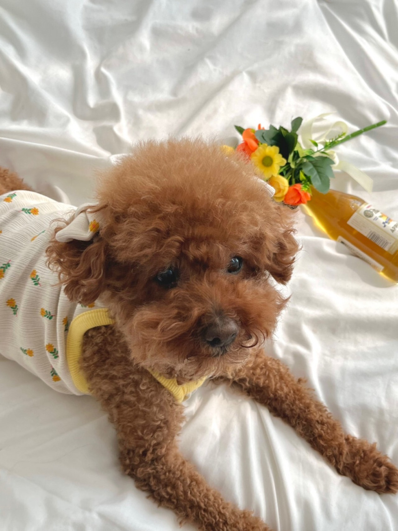 予約【pecoramou select】April crop tee