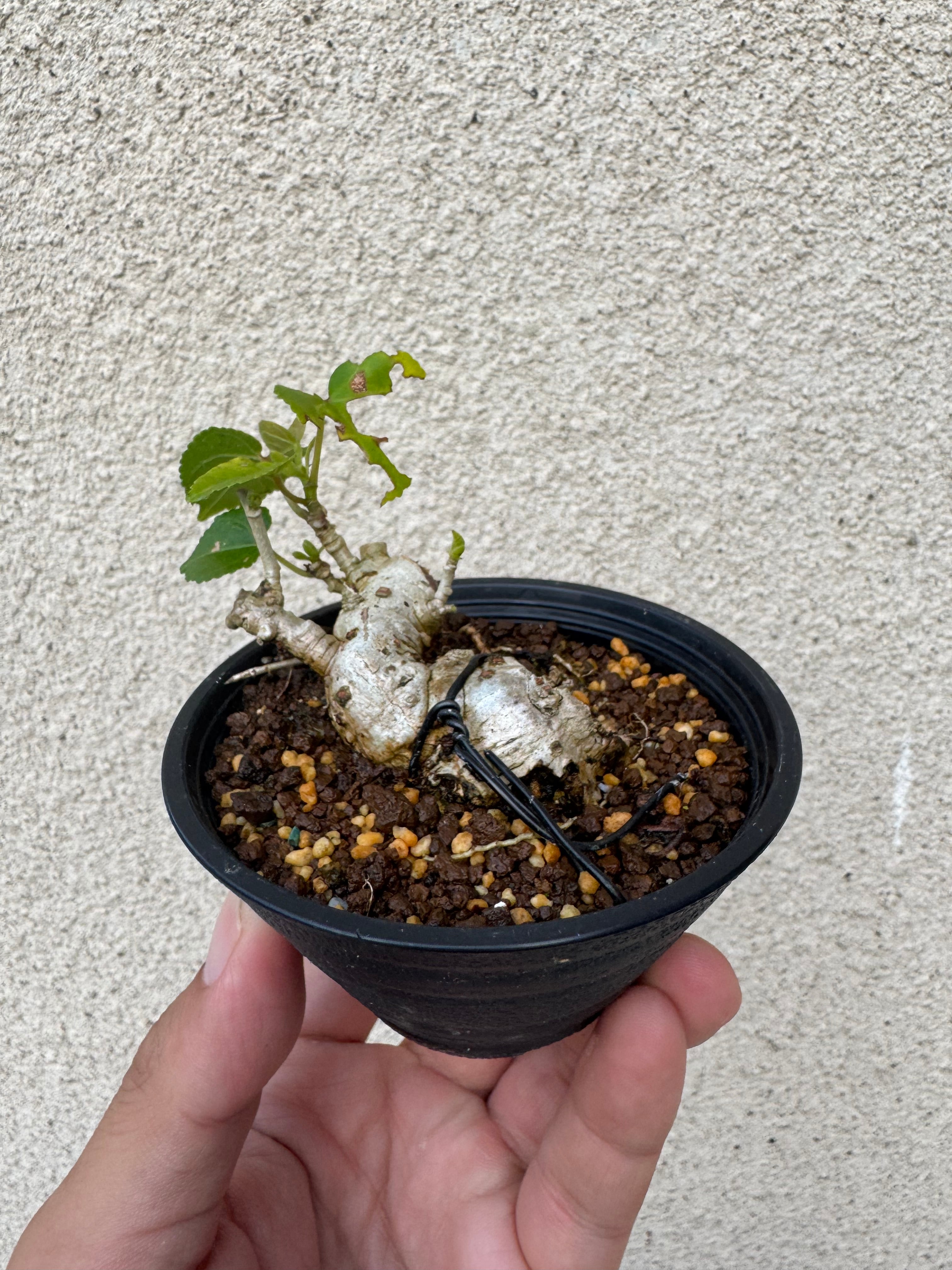 【琉球盆栽】Talipariti tiliaceum 【ユウナ / オオハマボウ】初心者向けセレクト