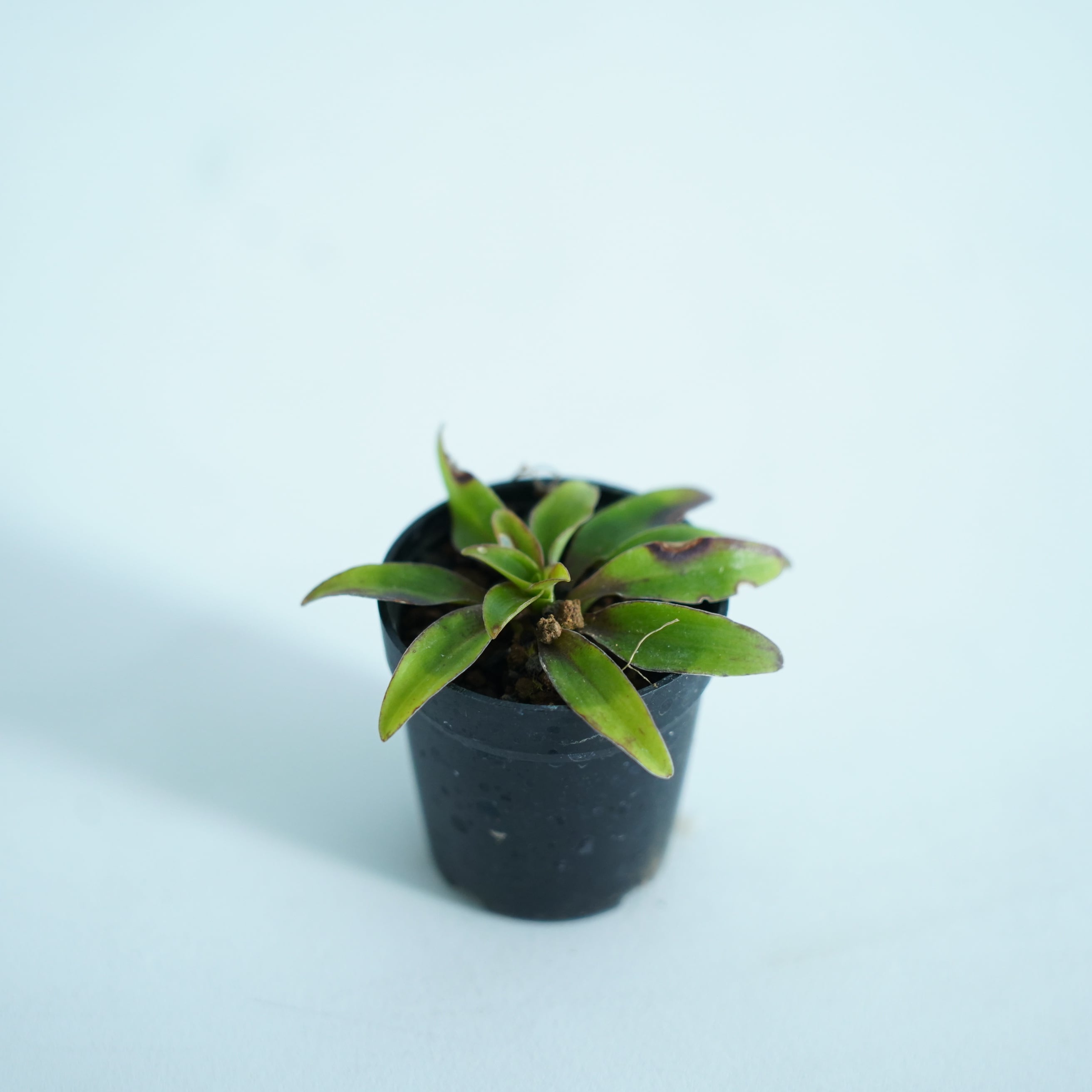 美濃シライトソウ Chionographis japonica Maxim. var. minoensis 苔