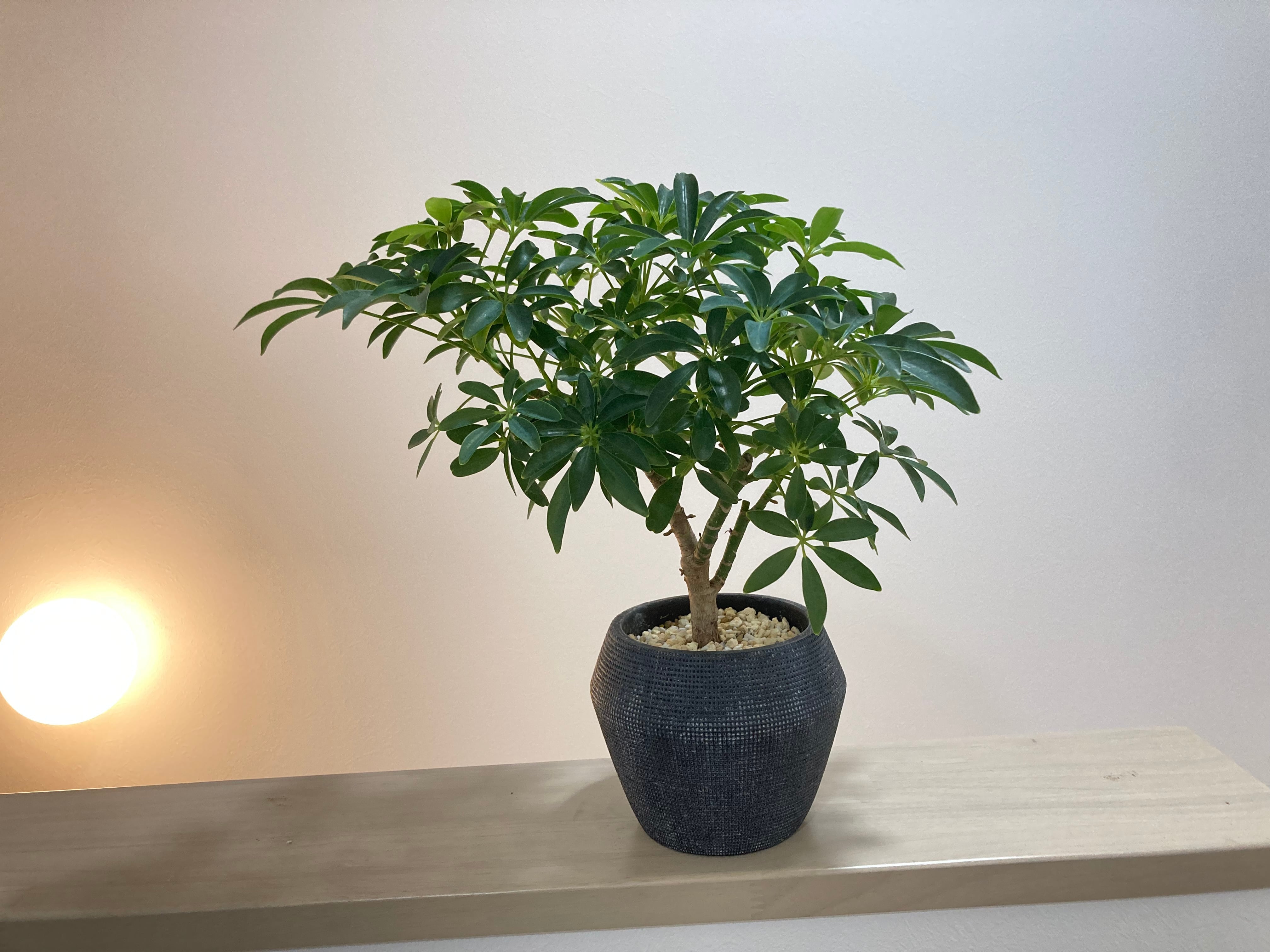シェフレラ・コンパクタ 陶器鉢 | YR Life Plants | 防虫、殺虫すみの