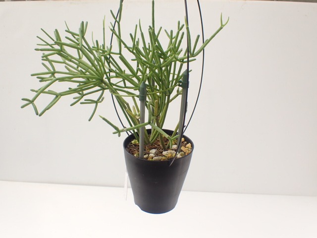 Rhipsalis teres f. heteroclada　４号　吊り鉢