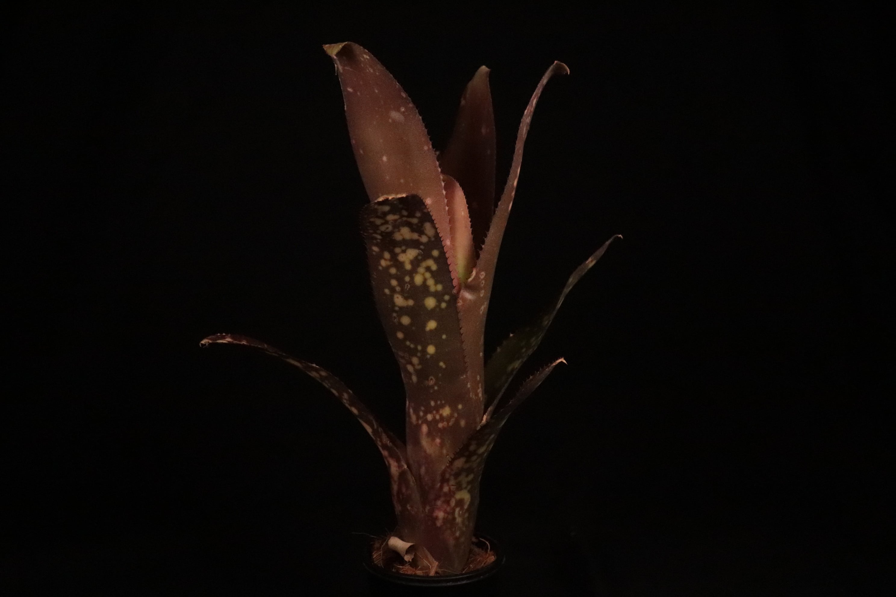 送料無料】Billbergia 'Talbot Eve'〔ビルベルギア〕現品発送B0114