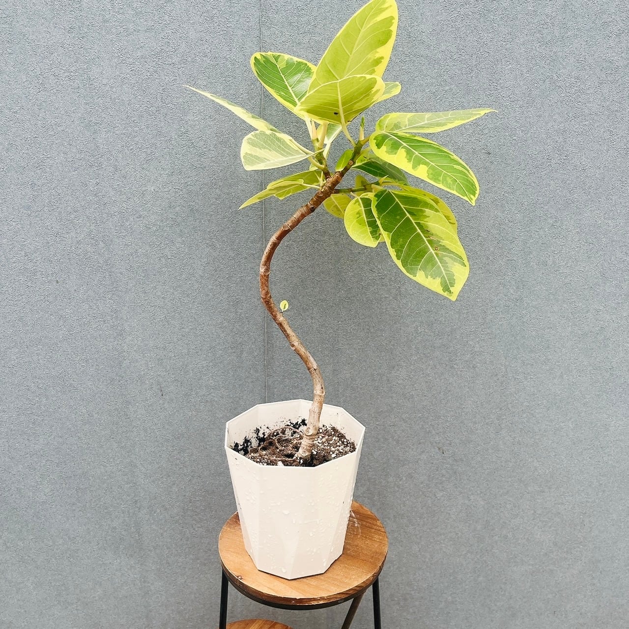 現品］13番 カシワバゴムノキ フィカス リラータ 曲がり 7号 観葉植物