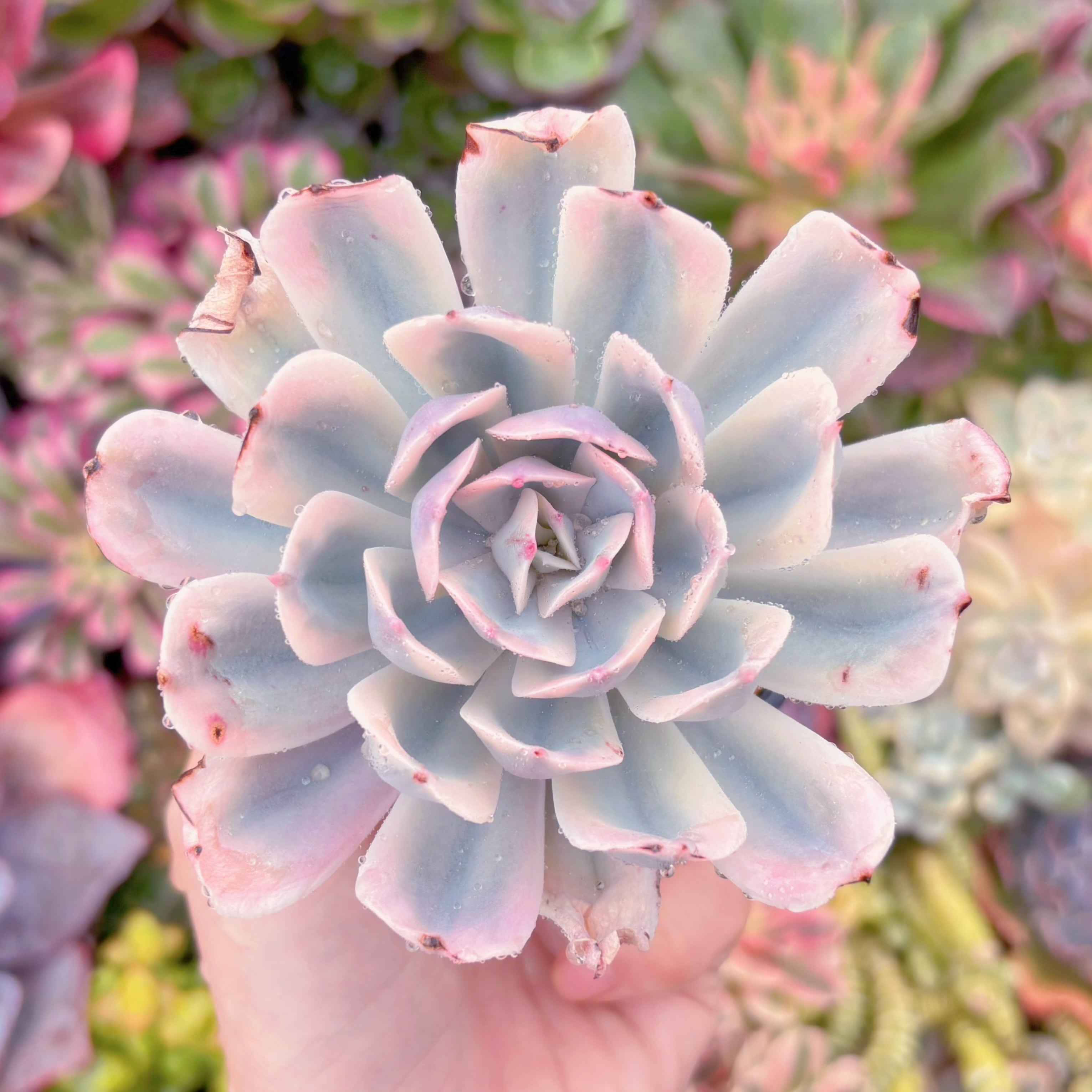 現品　七福神錦#029　るる農園