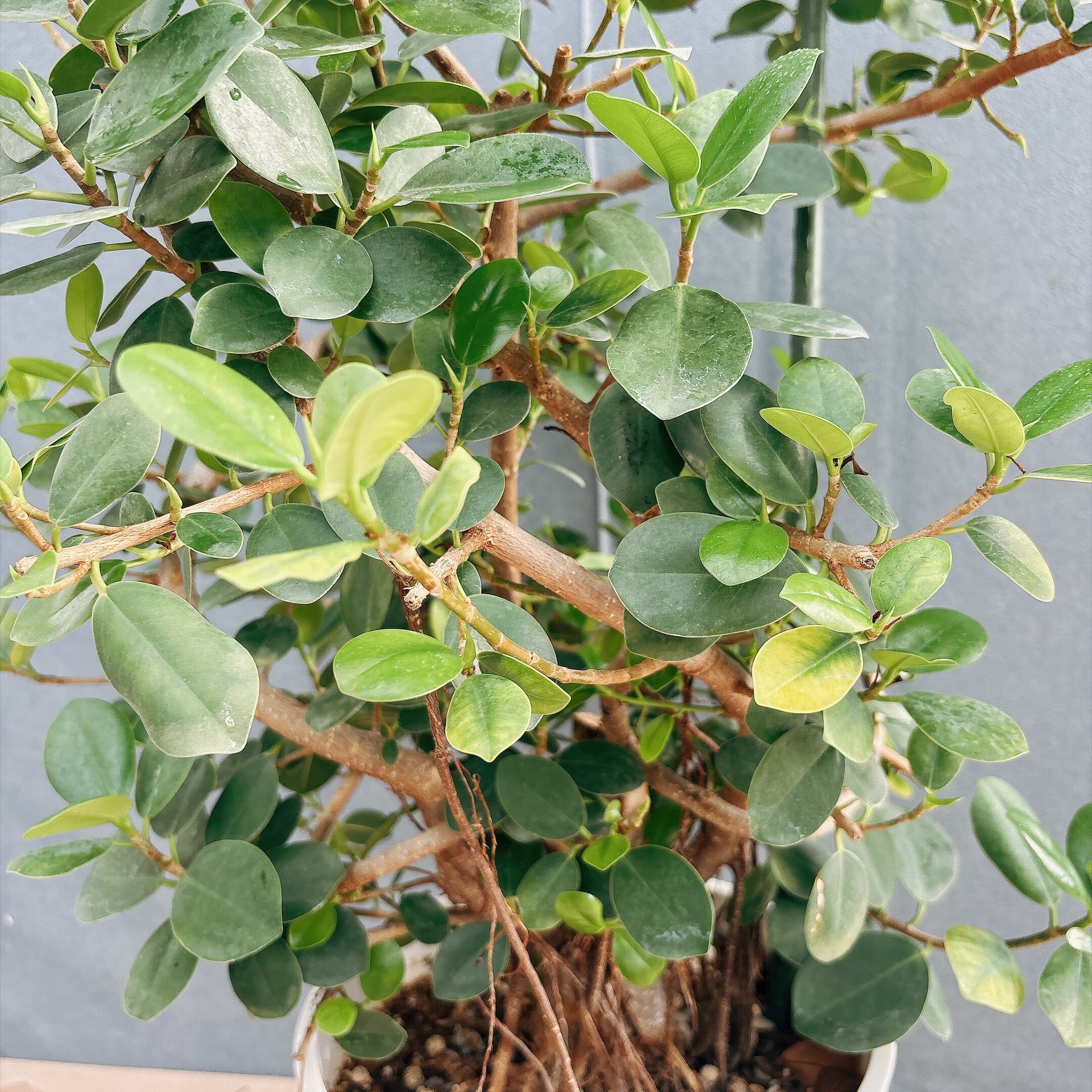 ［現品］【希少】A32 パンダガジュマル　盆栽仕立て　8号　観葉植物　室内　レア 現品］【希少】A32 パンダガジュマル 盆栽仕立て 8号 観葉植物 室内