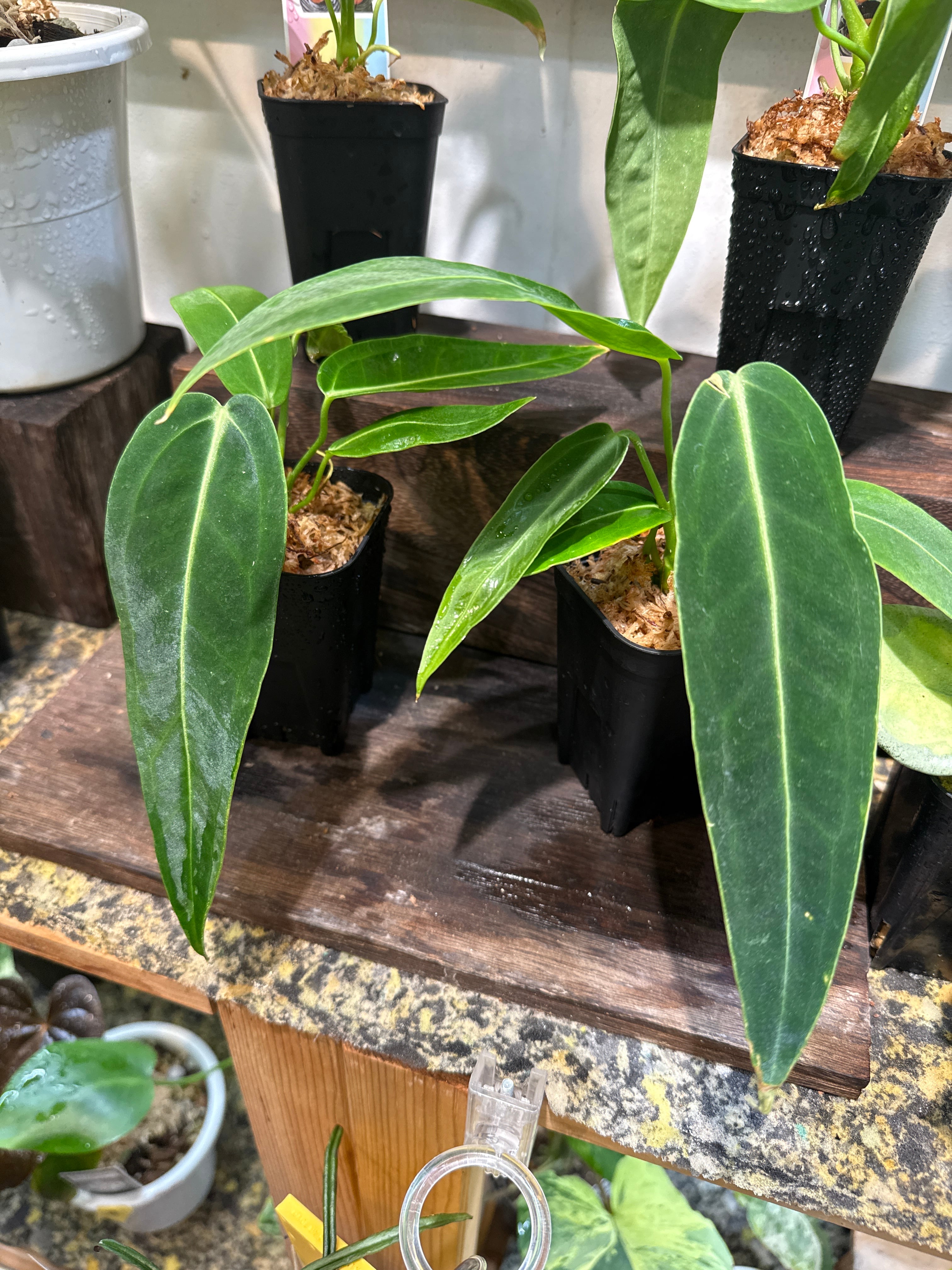 アンスリウム・スパティフィラム類 | Gardenえん 【観葉熱帯植物】