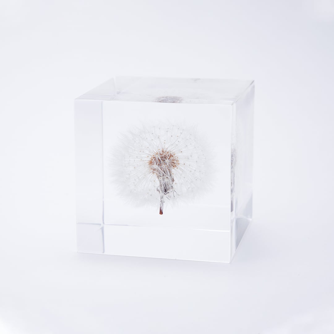 Sola cube（ソラキューブ） | REAL Style online shop