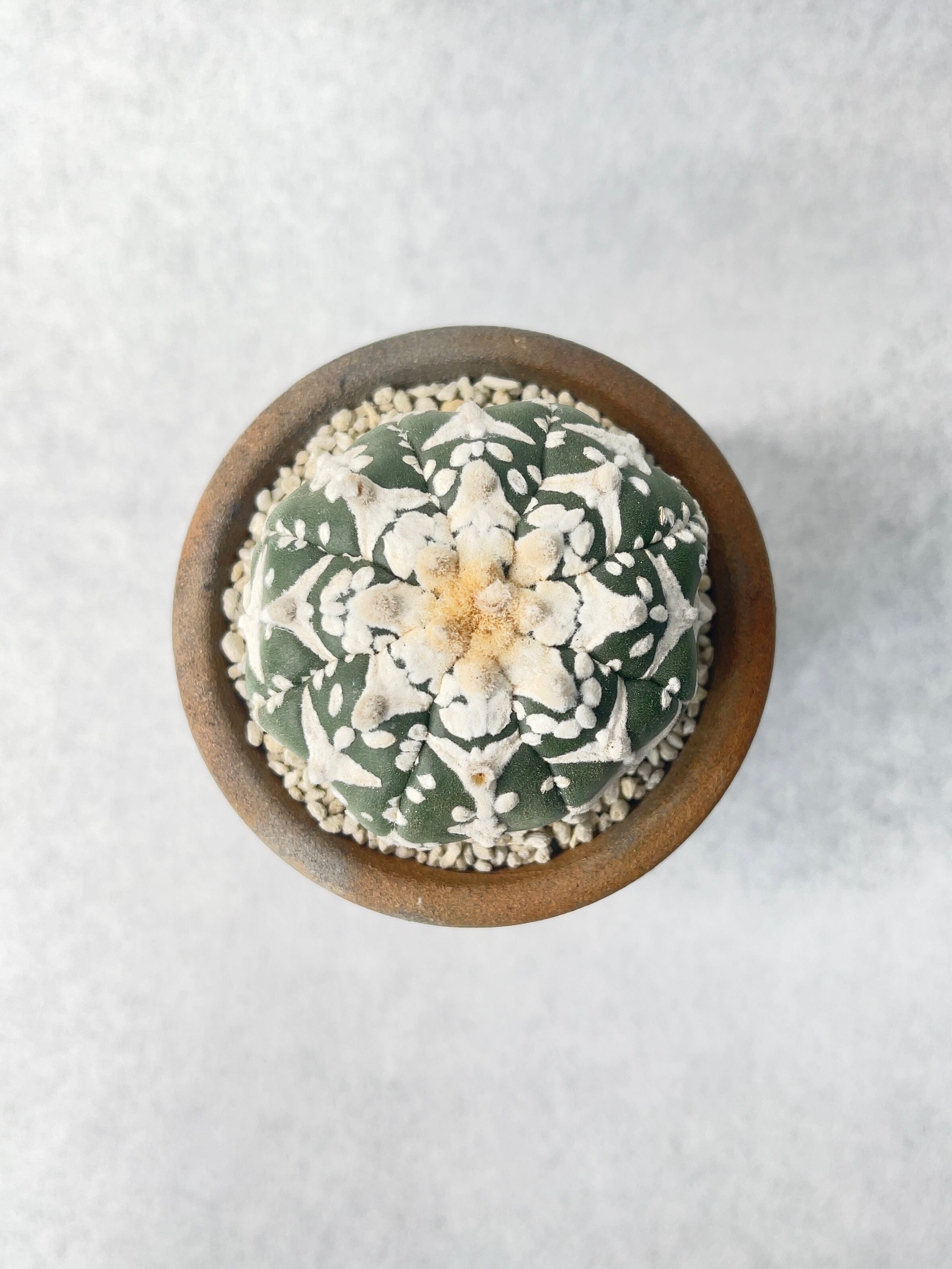 アストロフィツム・スーパー兜