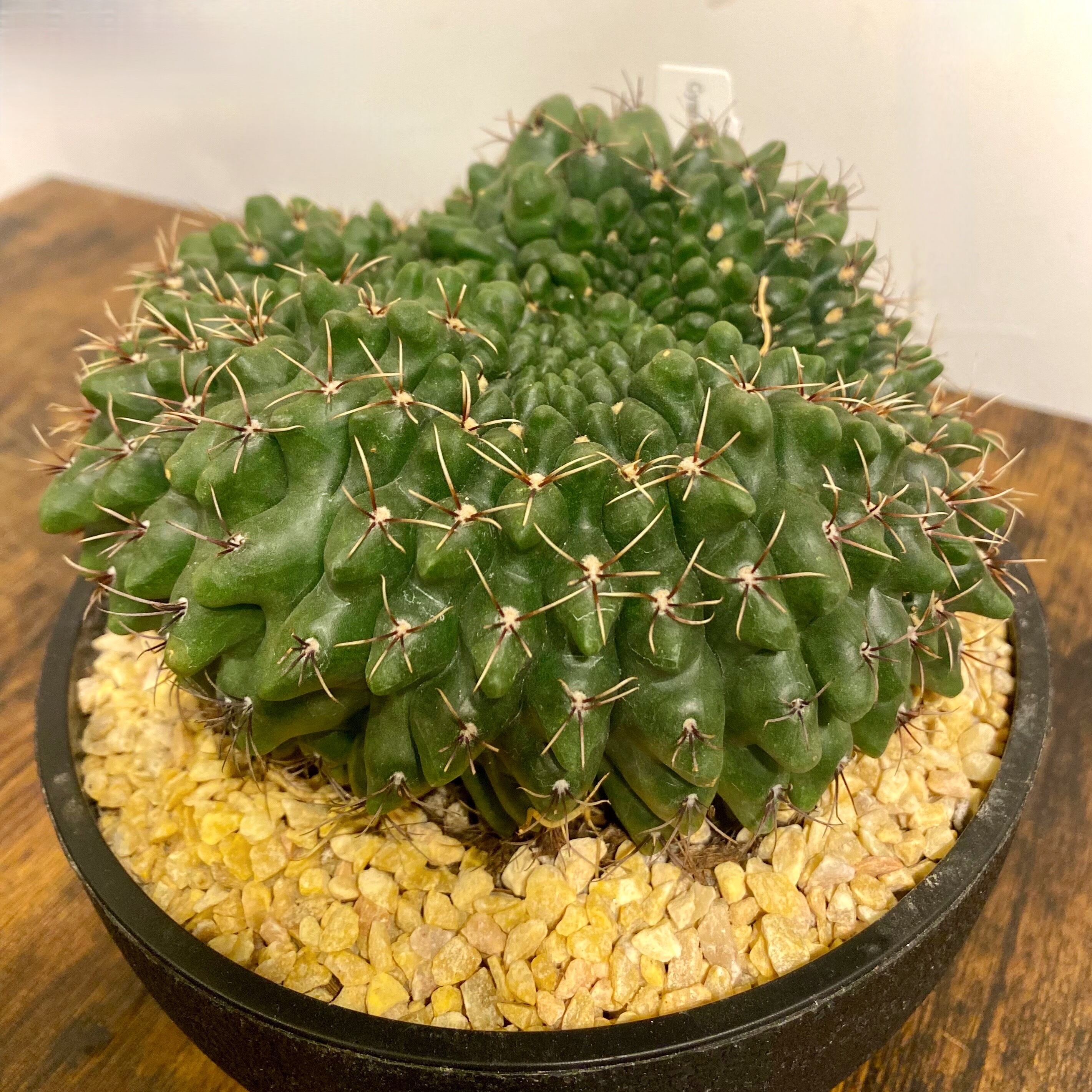 パルティアナム！最高級品！ ギムノカリキウム・バルディアナム | kanyodo