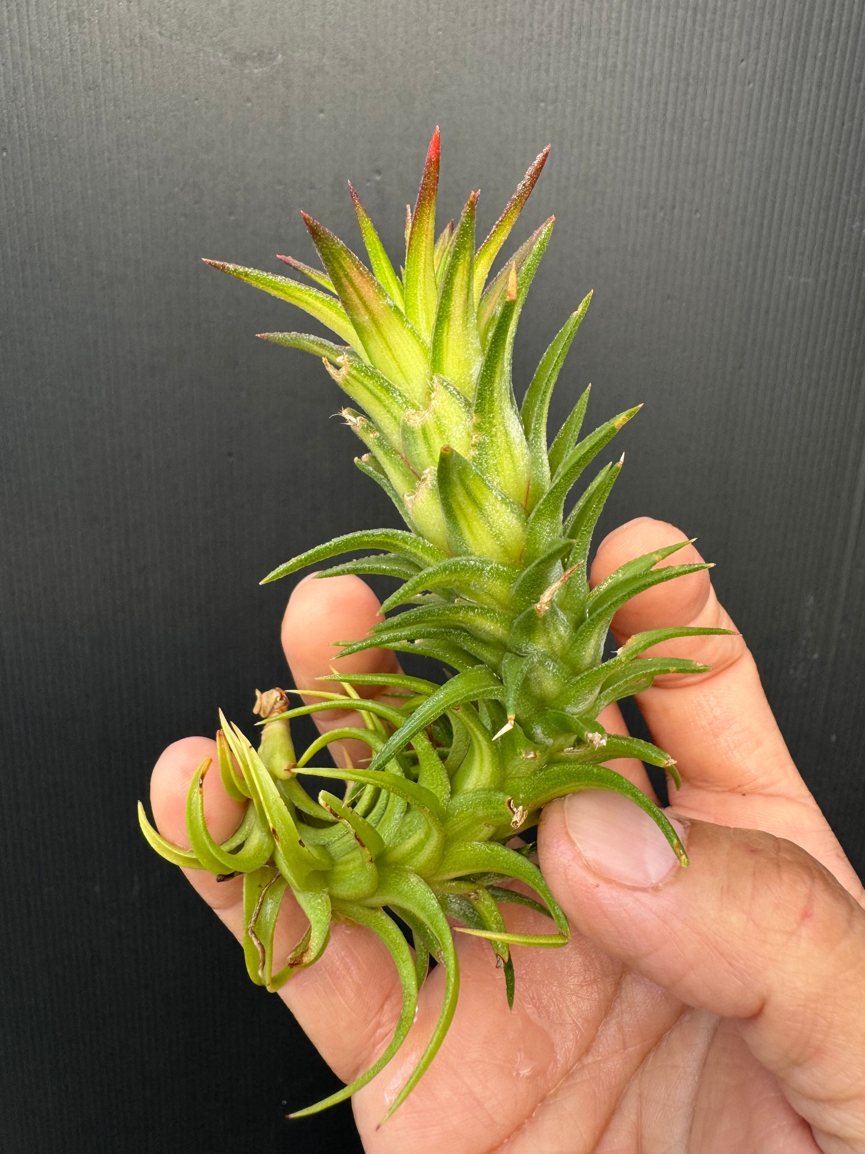 イオナンタ バンハイニンギー バリエガータ ionantha v. vanhyningii