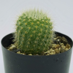 たまちゃんず農園 サボテン 金小町