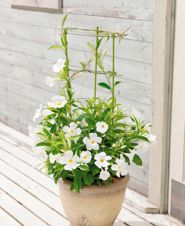 サンパラソル クリアホワイト