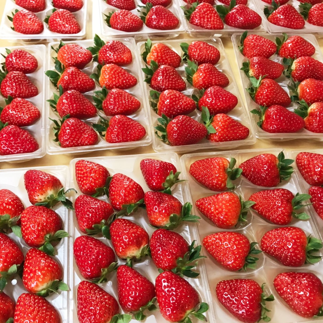 季節限定】農園直送 古都華いちご（2パック1ケース） | 自然の恵み村