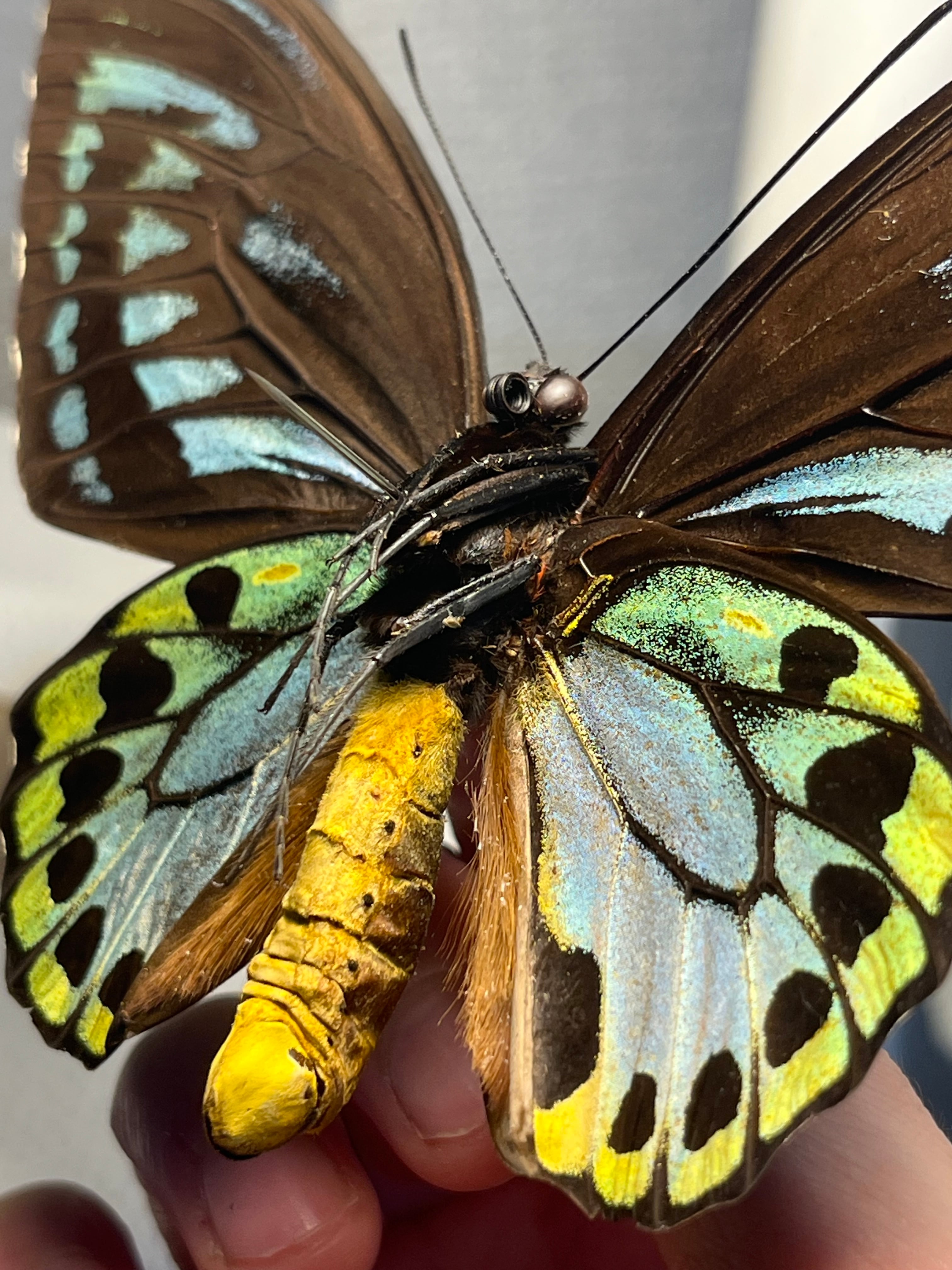 アオメガネトリバネアゲハ 外国産蝶標本 モルフォ 蝶 標本 野外採集品