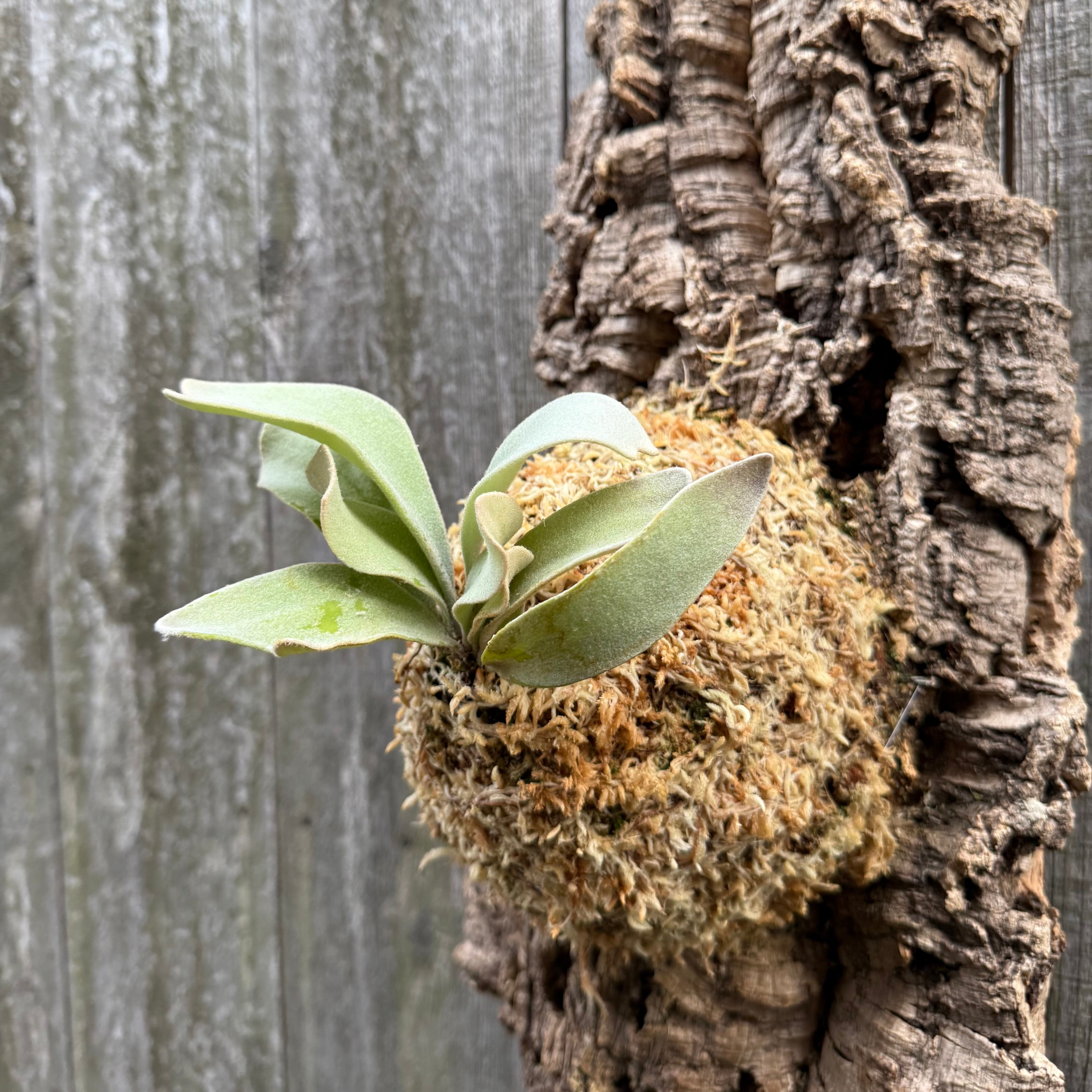 P. Lemoinei no shield (pup) | naturefix
