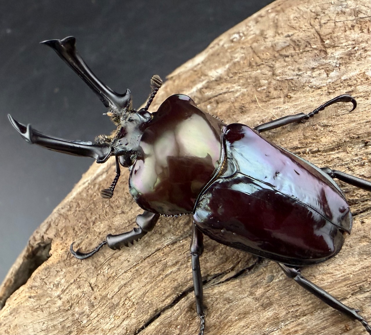 《ニジイロクワガタ 虹瑠璃 52.5mm ♂♀♀トリオ》ハイマウンテン氏委託個体