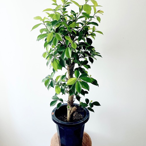 【calm cafe】多幸の木＊ガジュマル【8号／高さ90cm】観葉植物