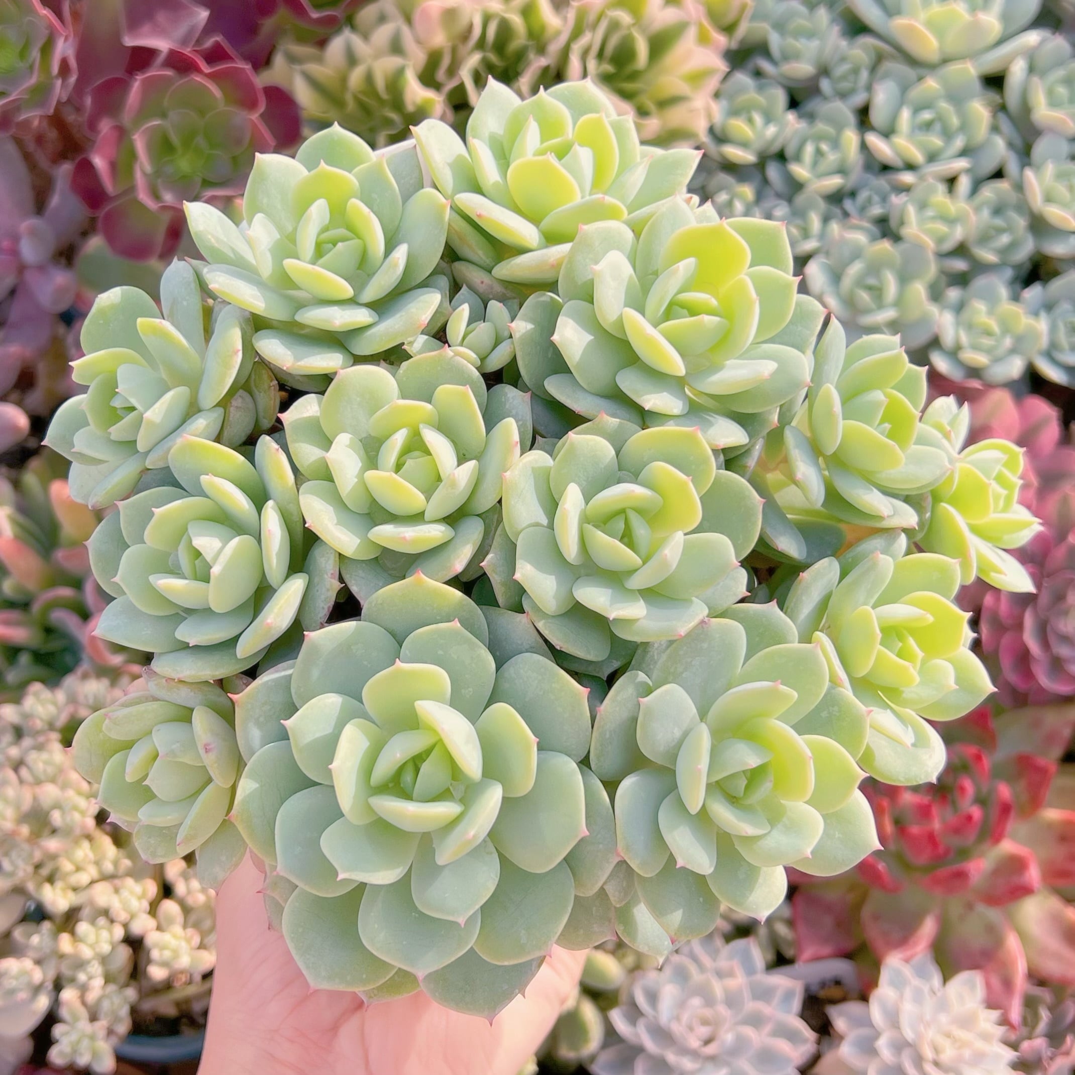 現品　冷香#625　特大群生　新入荷　るる農園