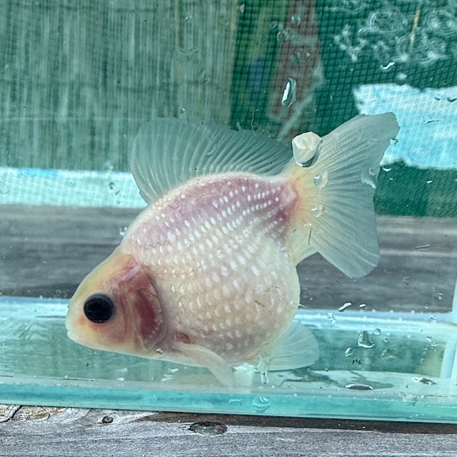 【国産 金魚】ピンポンパール （6〜7cm前後/ミルク柄/SAKURAさらさ2025年産)2