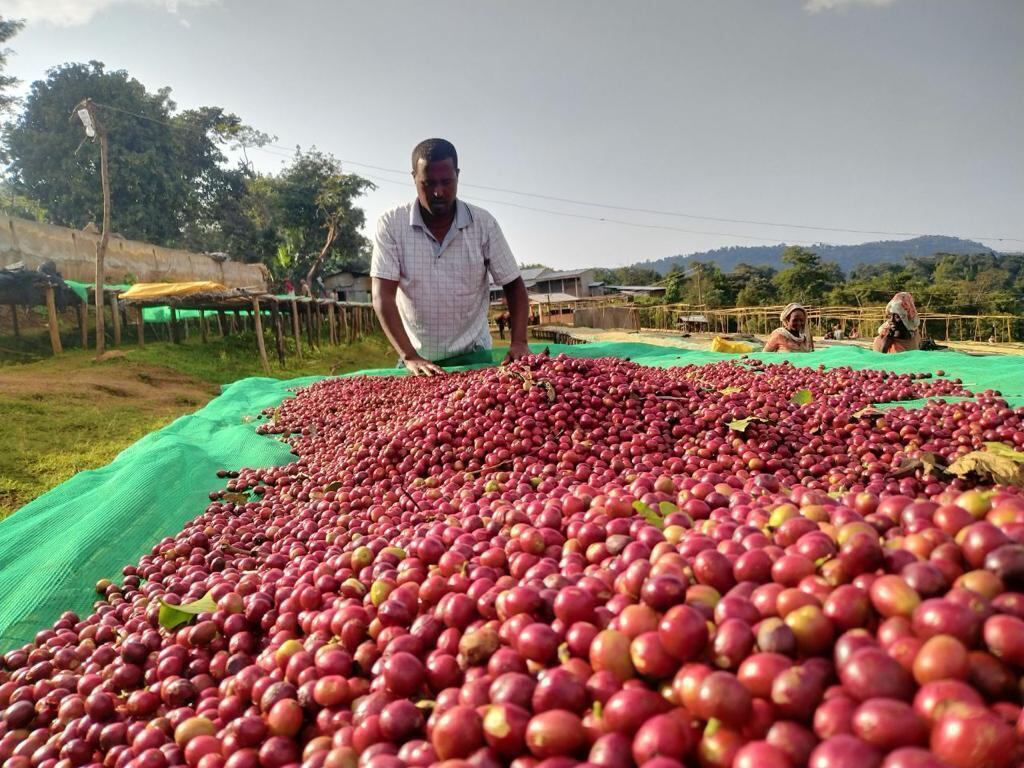 ナポリ県 #19 - #27 (サッソーネ #17 - #24) 非常に良好なミント フル