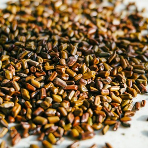 煎じ茶用ケツメイシ 500g