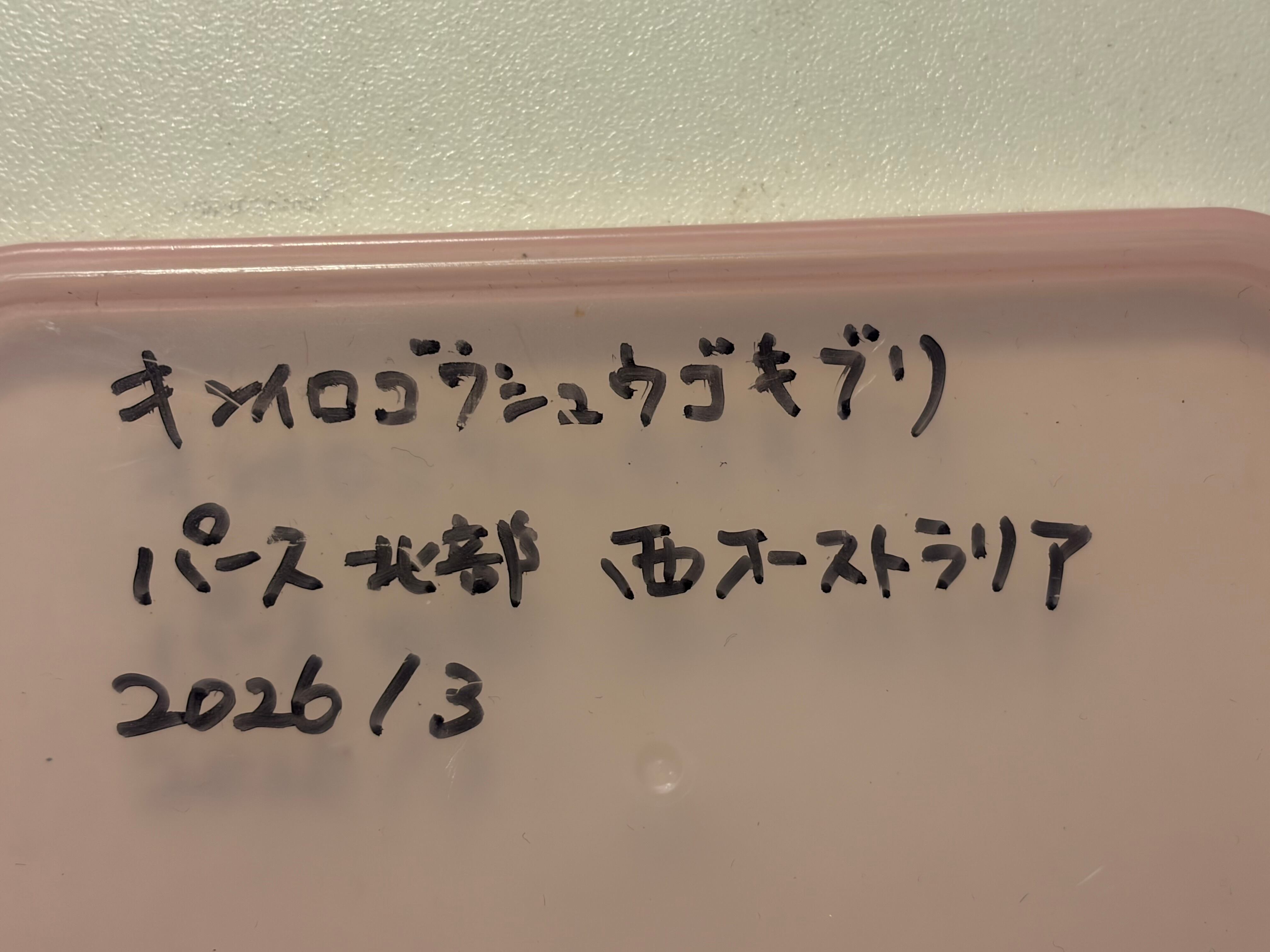 蜚蠊希少種】抱卵していた幻のキンイロゴウシュウゴキブリ 標本