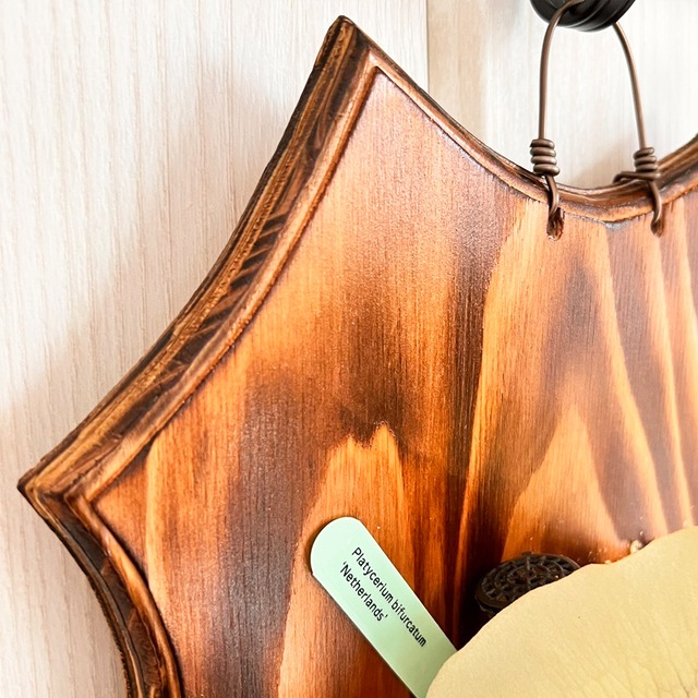 ビカクシダ ネザーランド 大サイズ 板付 【観葉植物 室内 コウモリラン】