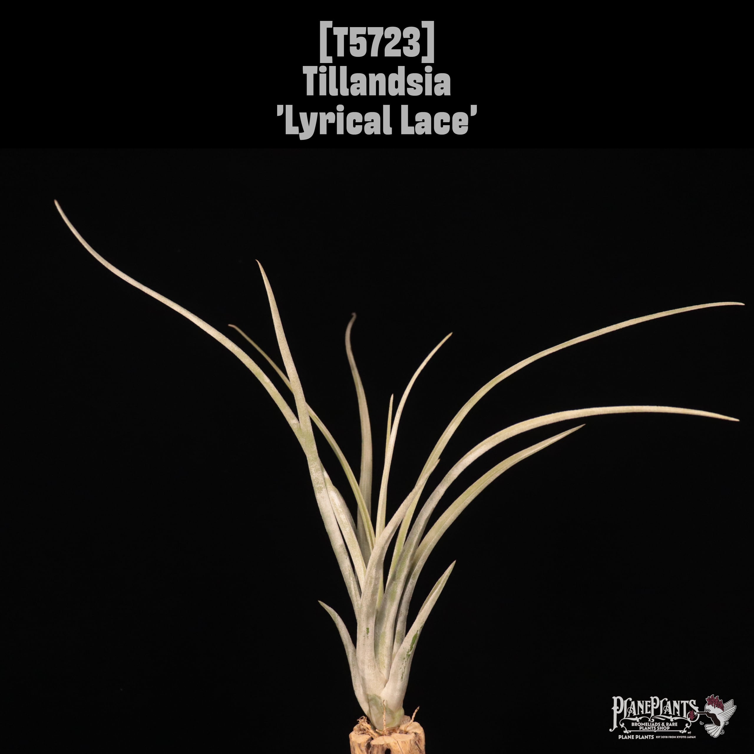 【送料無料】'Lyrical Lace'〔エアプランツ〕現品発送T5723