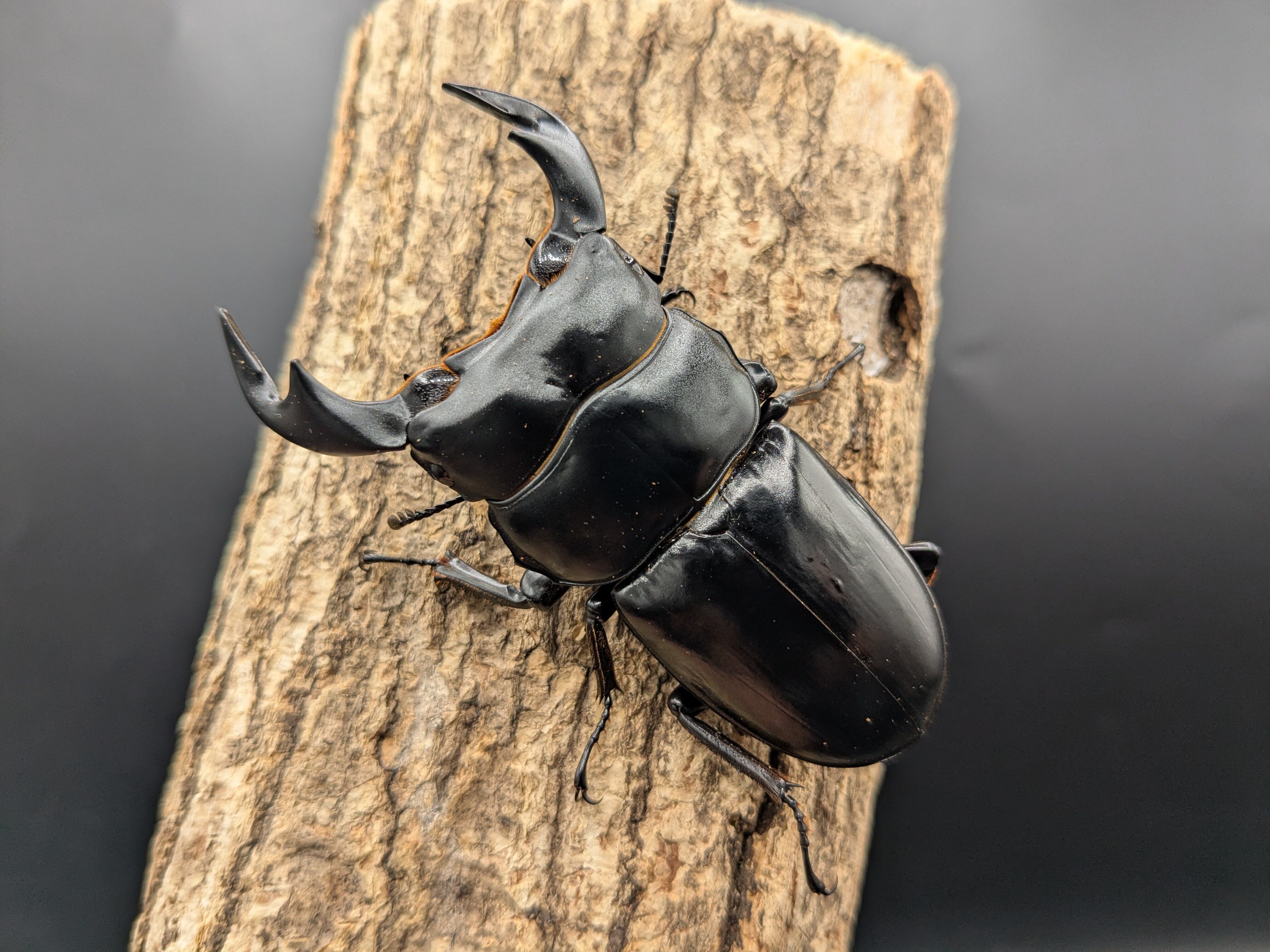 ネパールアンタエウス ♂75mm♀49mmペア