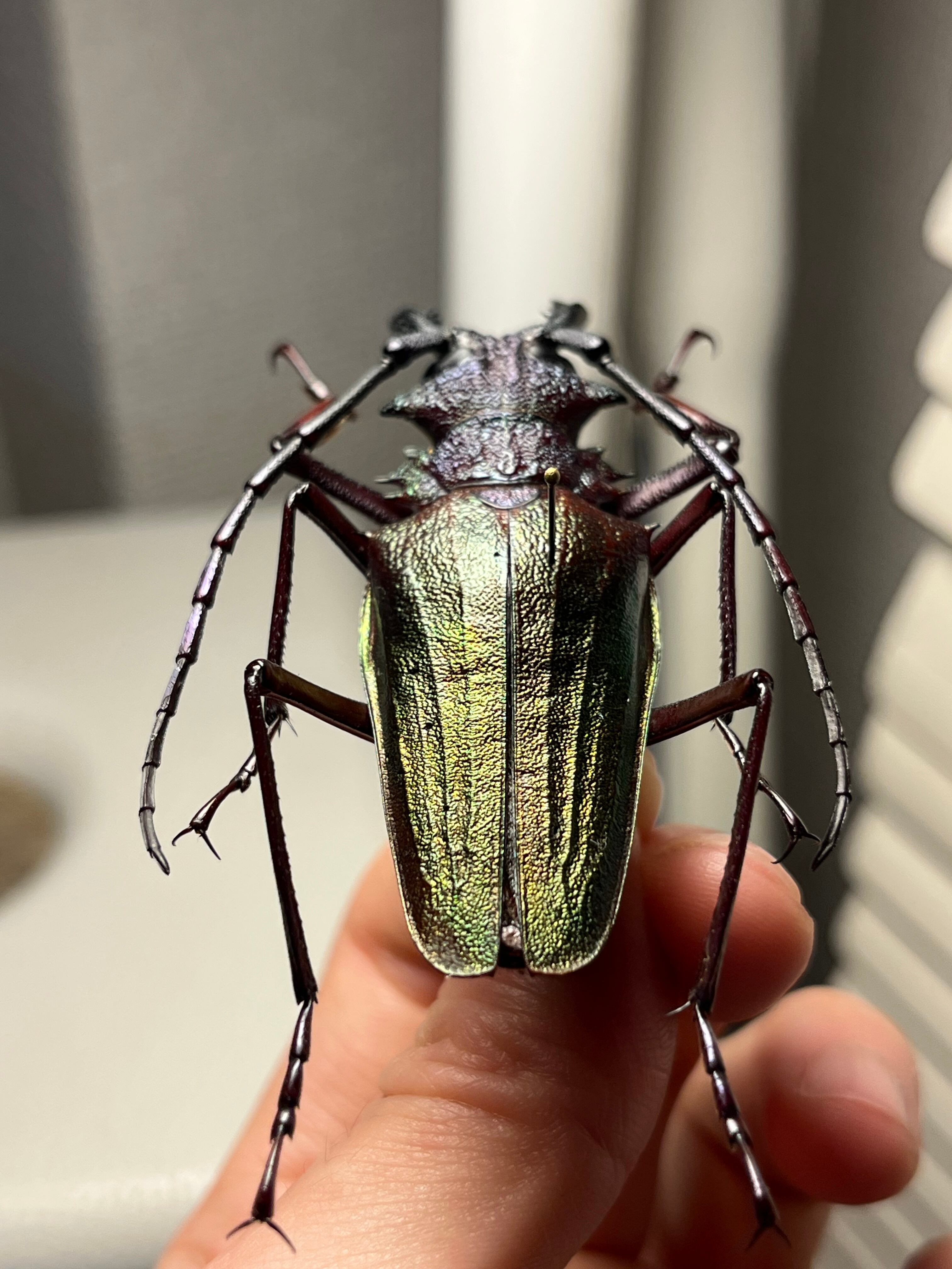 70mm】ルリオニカミキリ ムラサキオニノコギリカミキリ