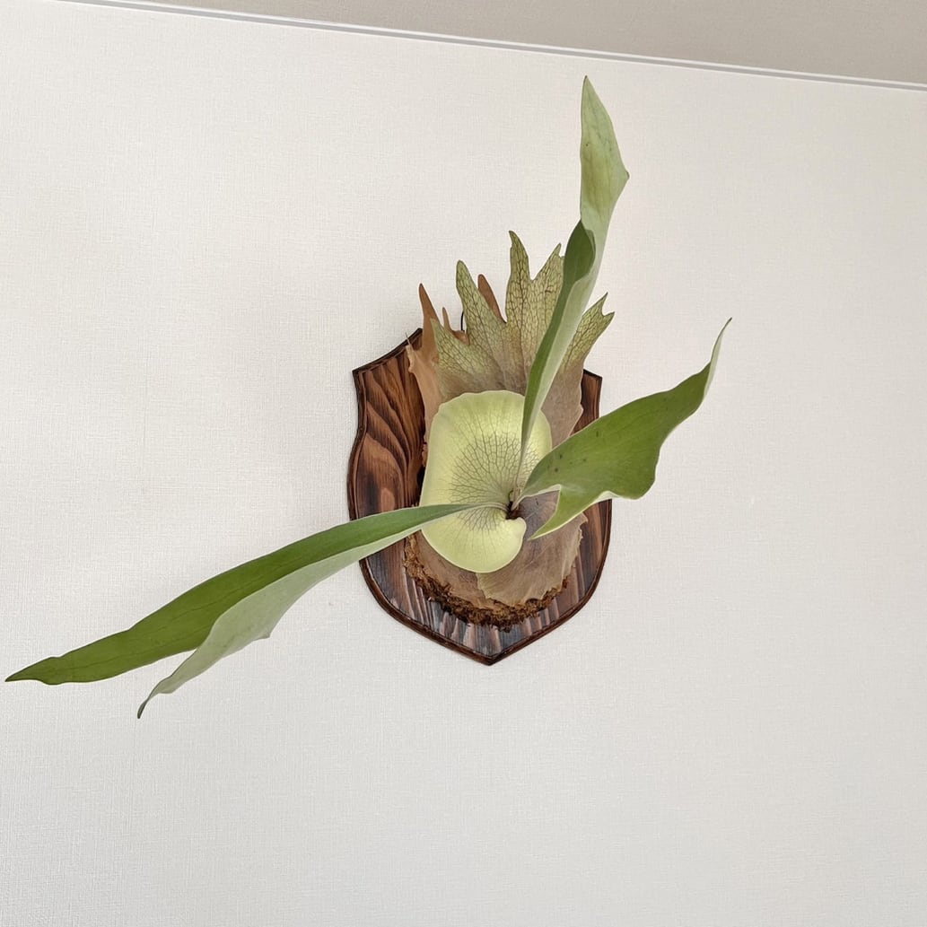 ビカクシダ(ネザーランド)板付　コウモリラン ビカクシダ ネザーランド 板付 【観葉植物 室内 コウモリラン