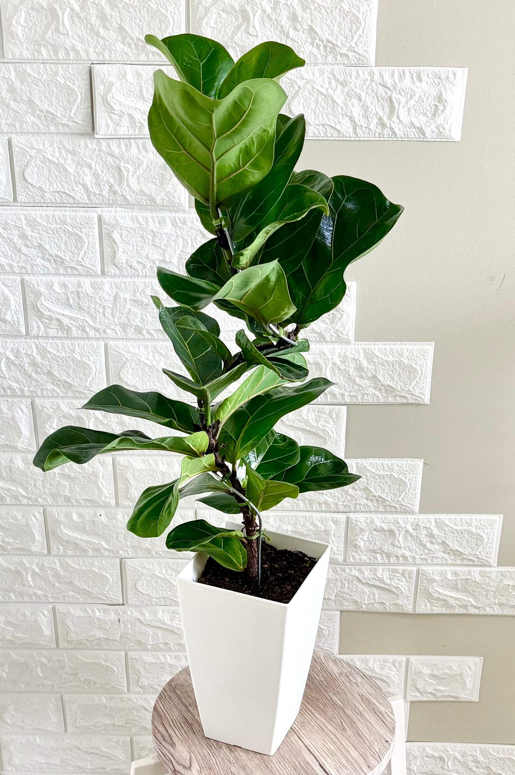 現品】フィカスバンビーノ 曲がり樹形 6号鉢 観葉植物 | 観葉植物のお